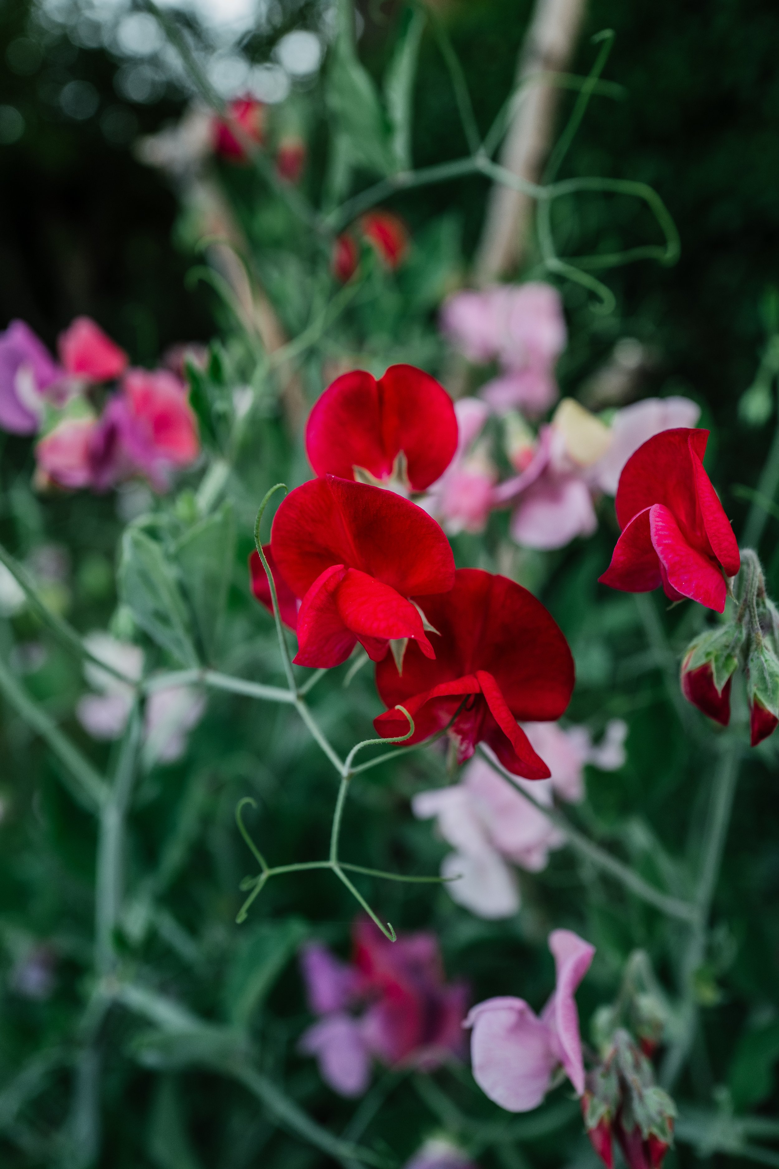 Our Garden-36.jpg