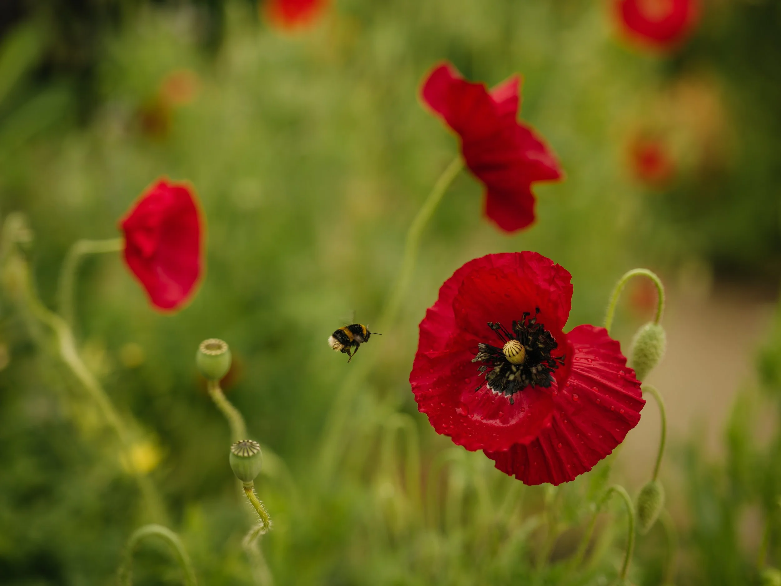 Wentworth Castle Gardens-9.jpg