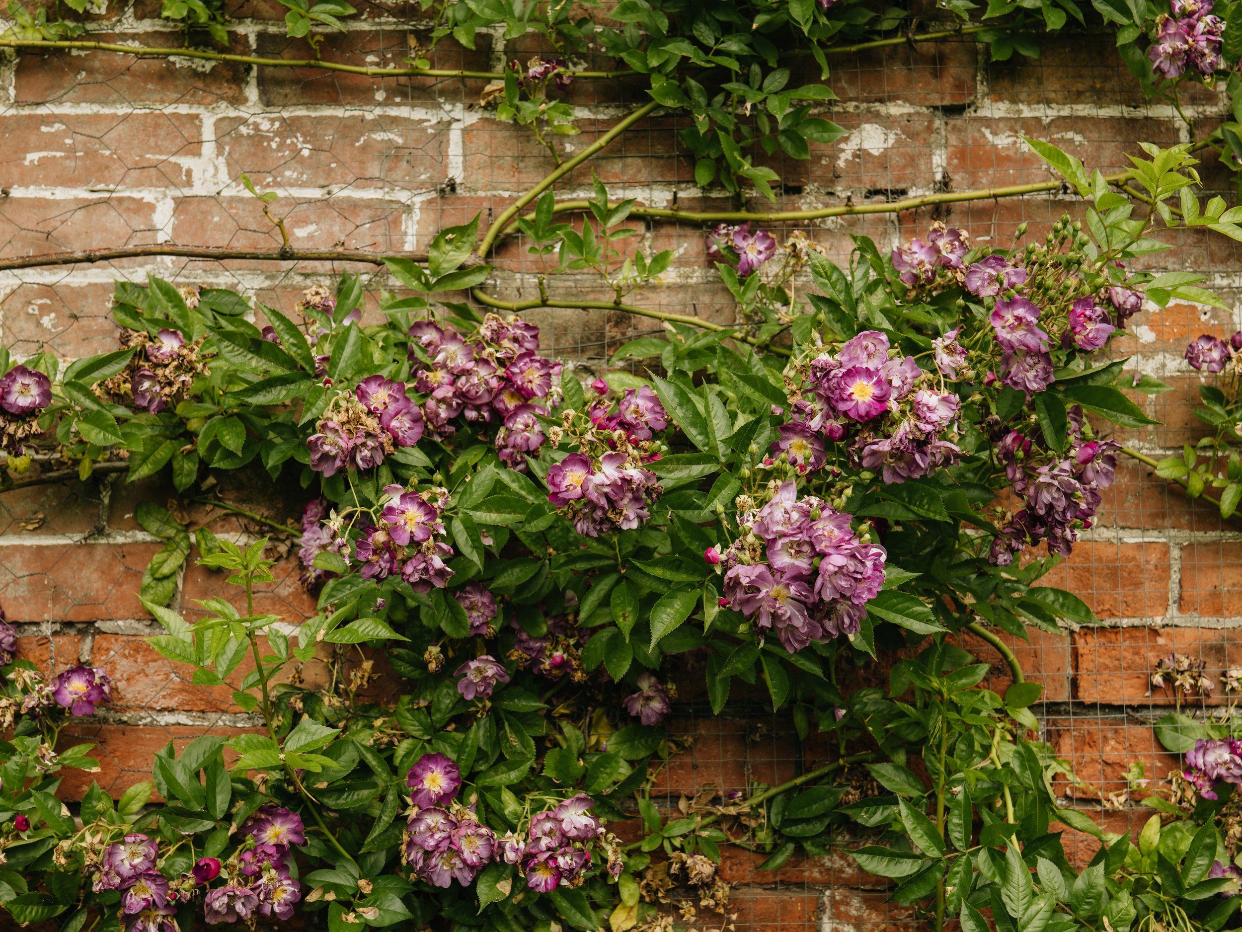 Renishaw Gardens 2-56.jpg