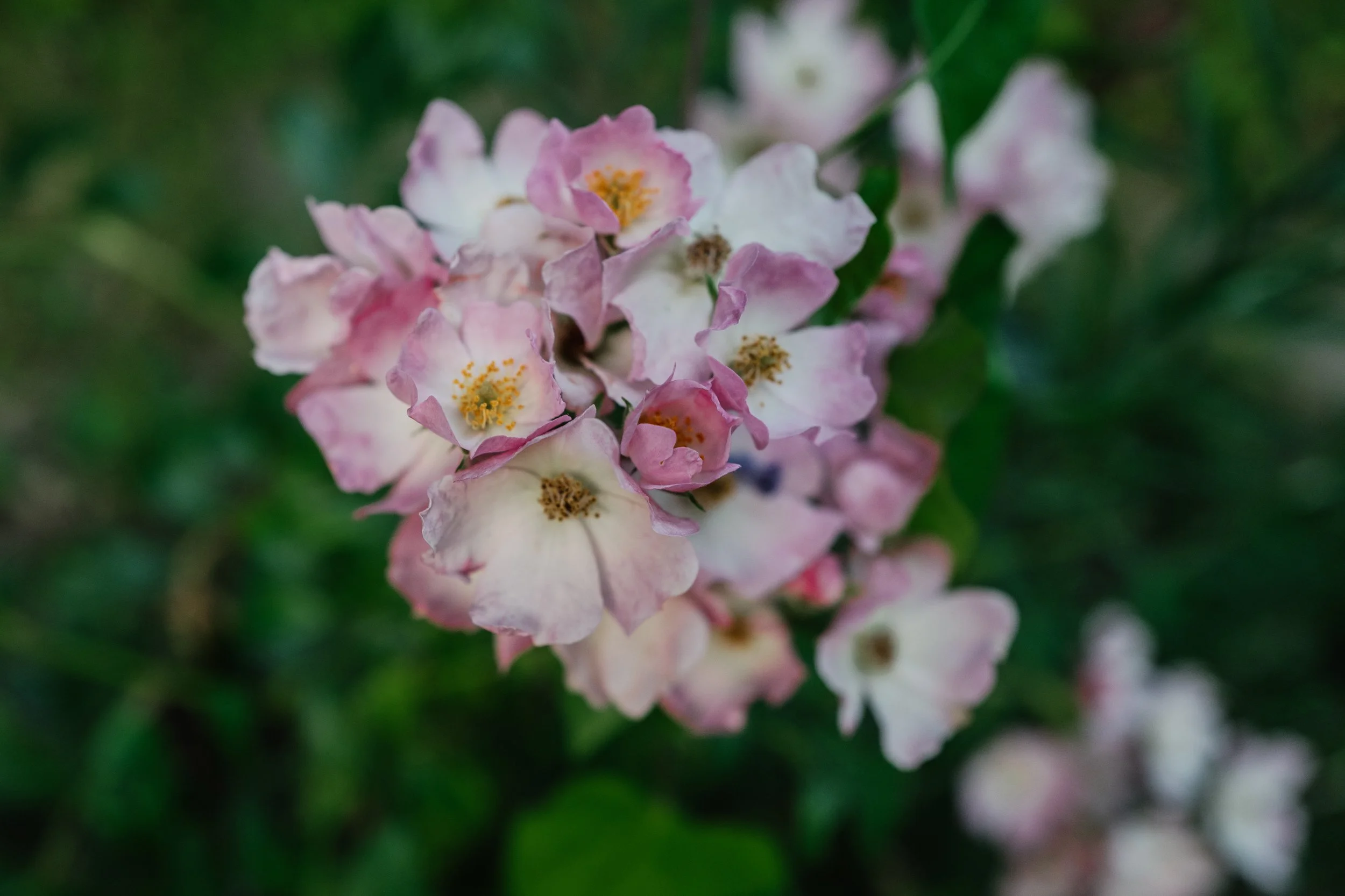 Our Garden-52.jpg