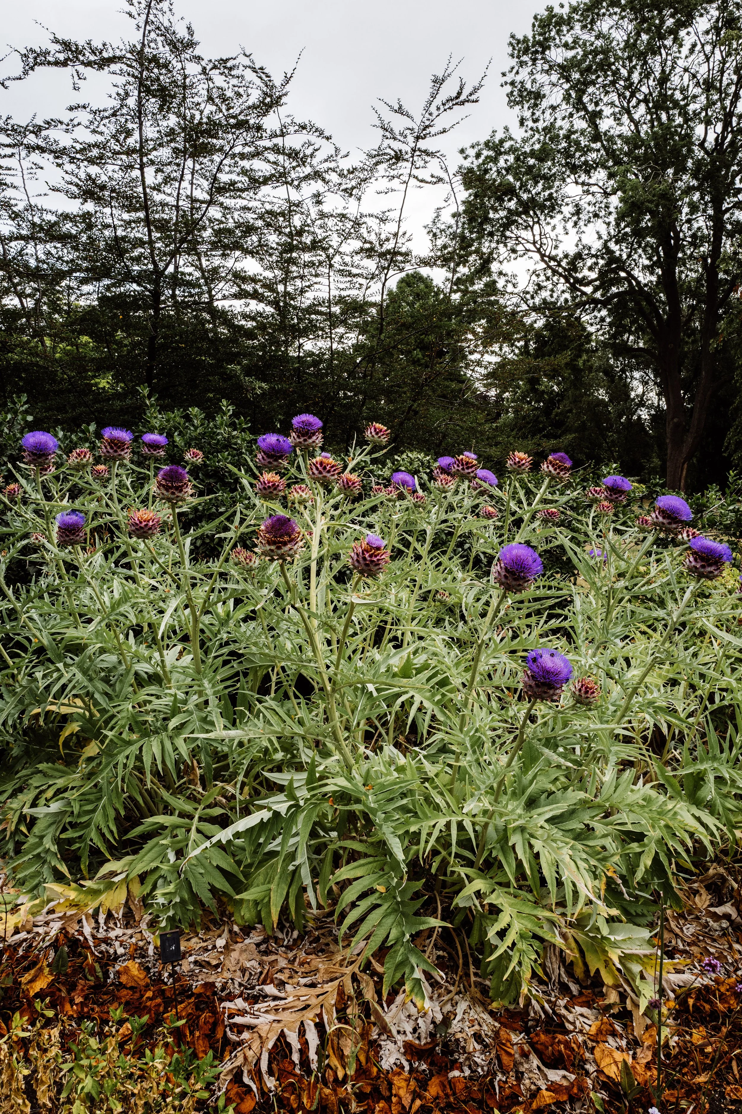 Botanical-22.jpg