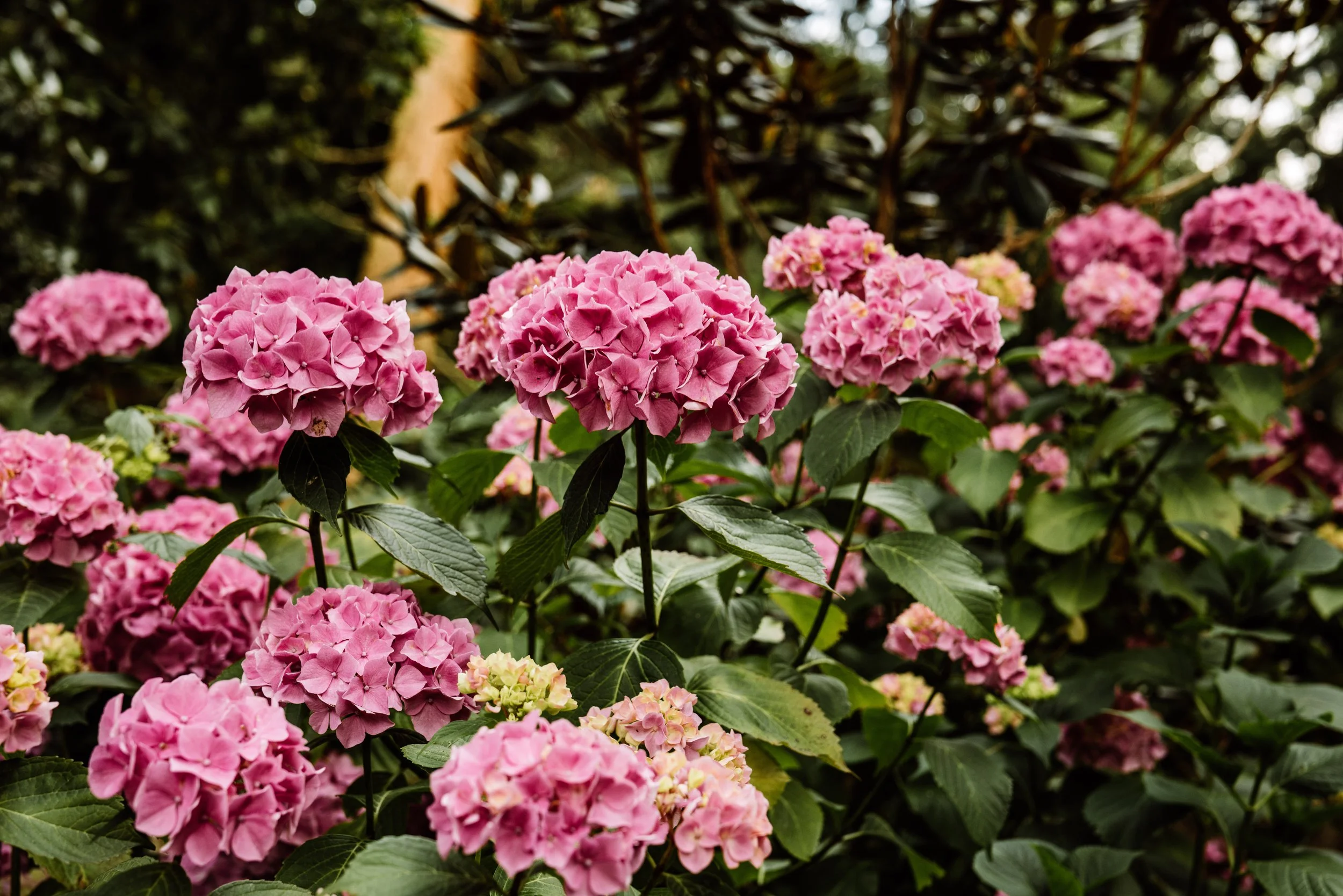 Botanical-47.jpg