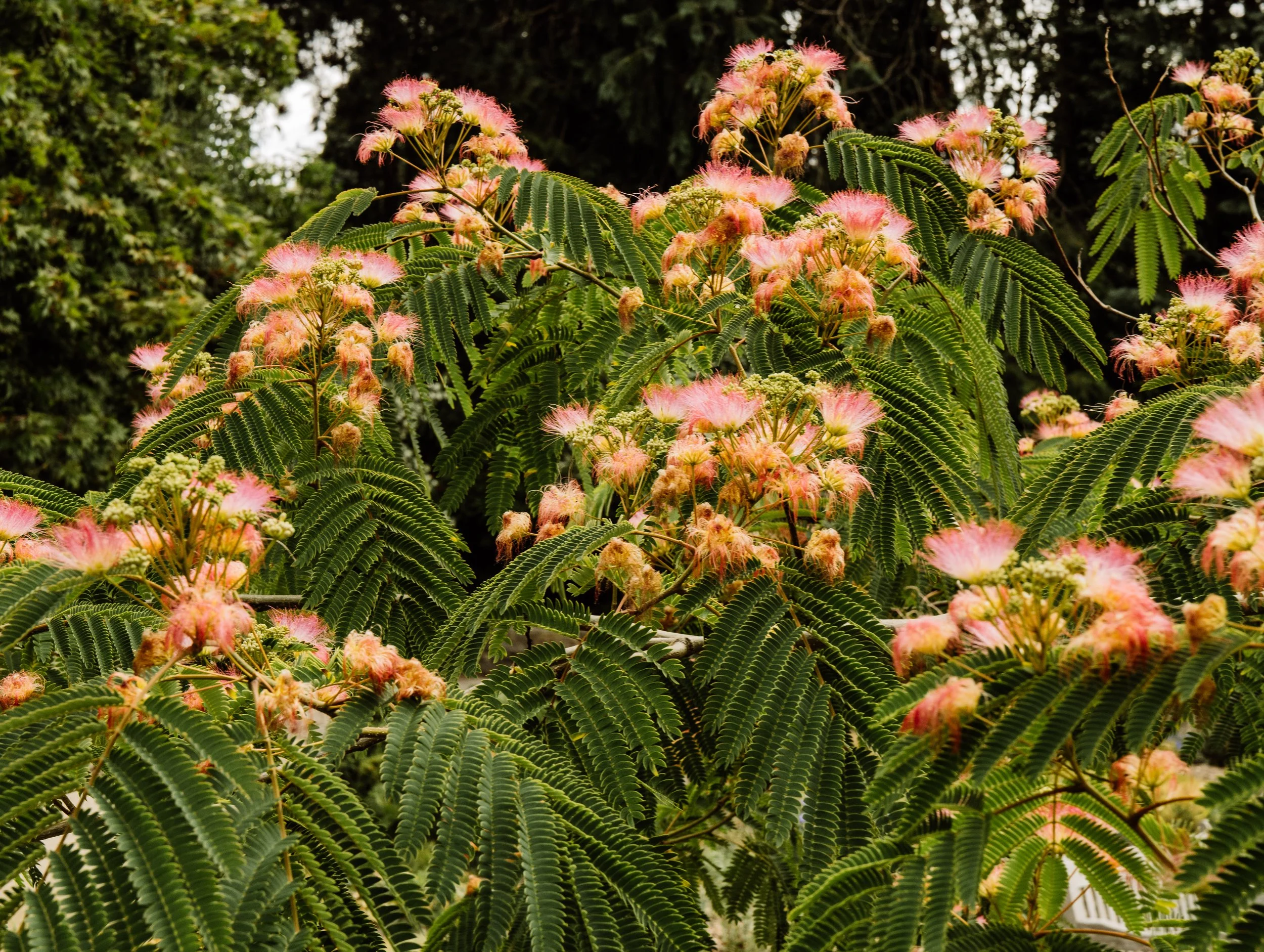 Botanical-57.jpg