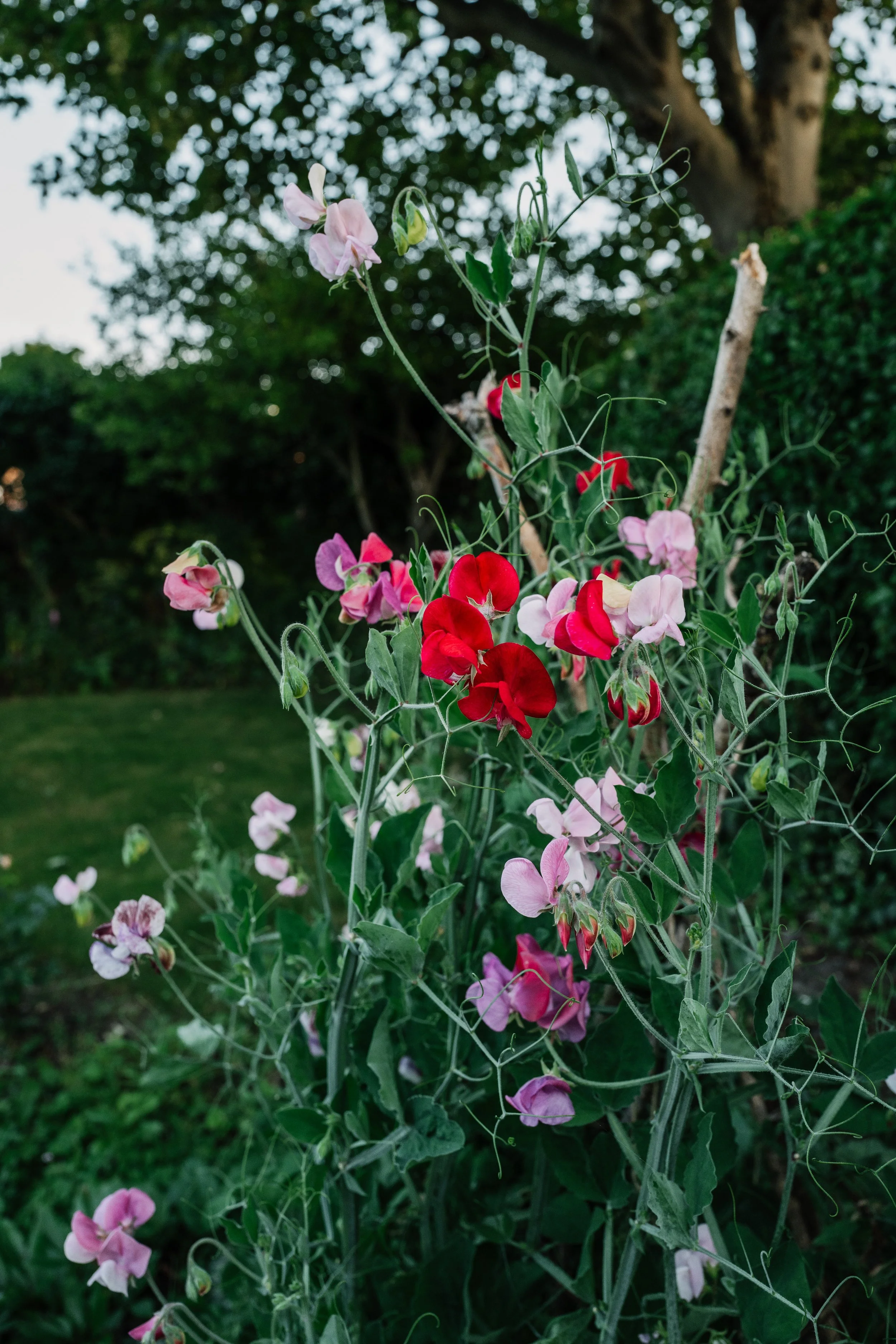 Our Garden-33.jpg