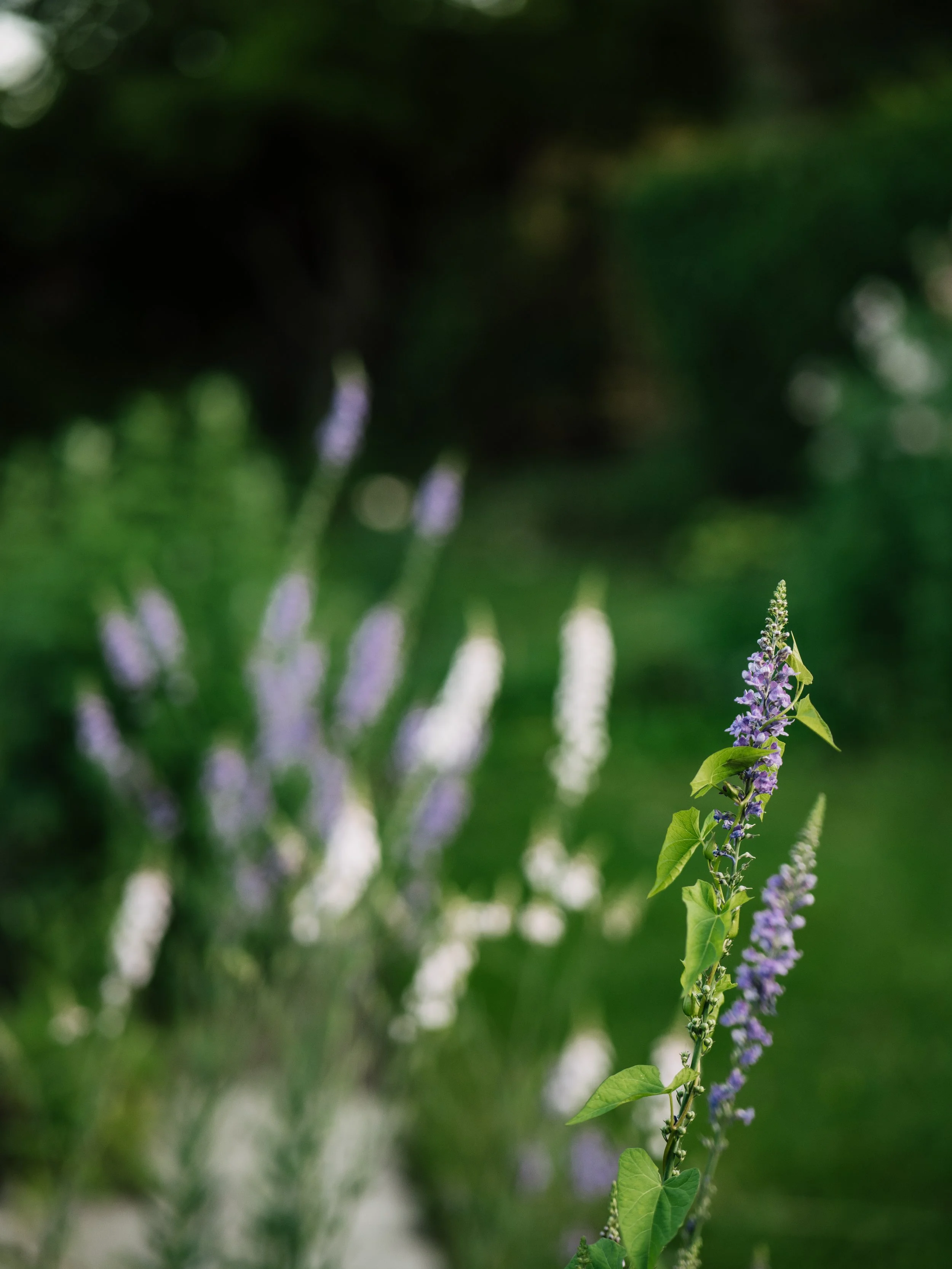 Our Garden-26.jpg