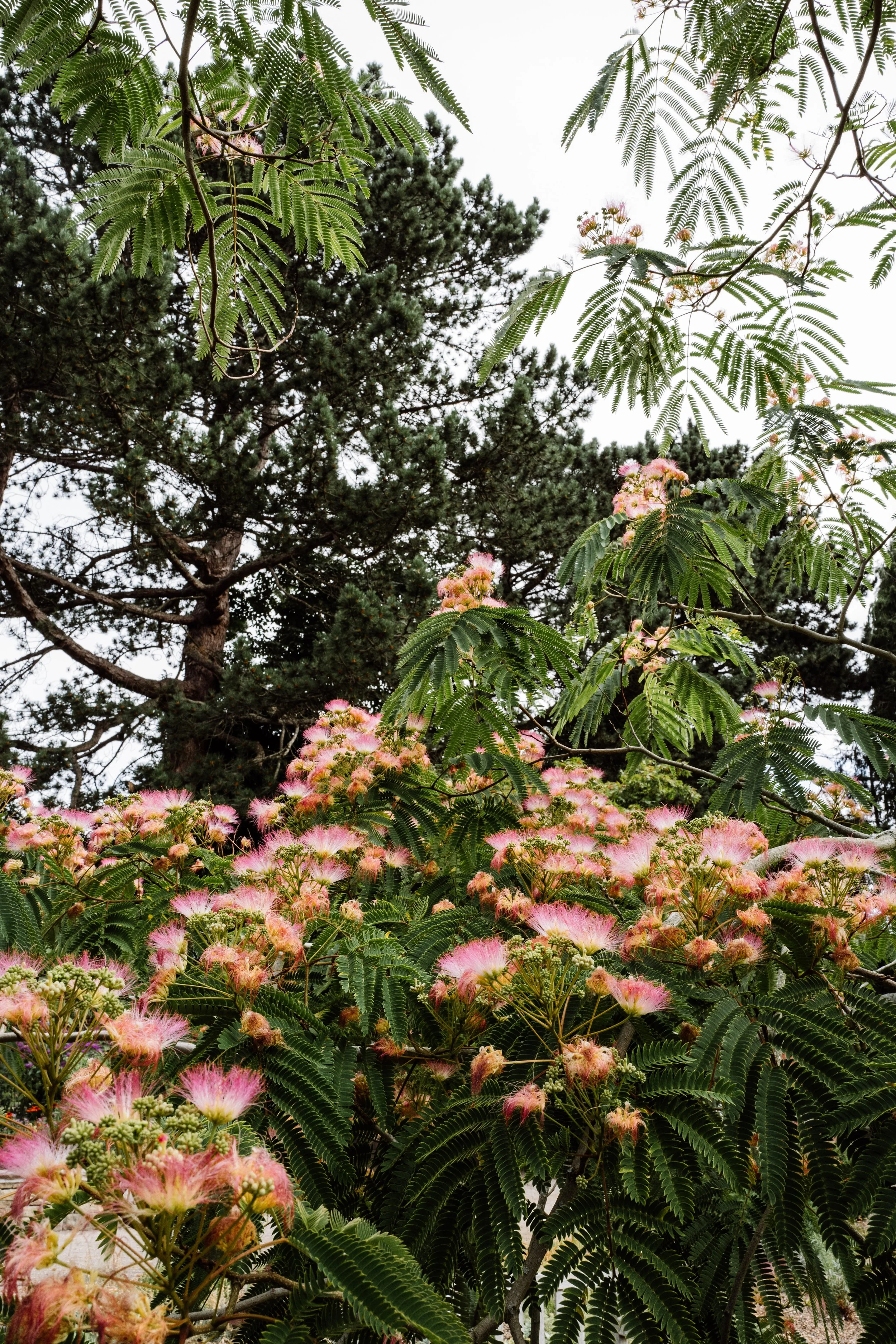 Botanical-73.jpg
