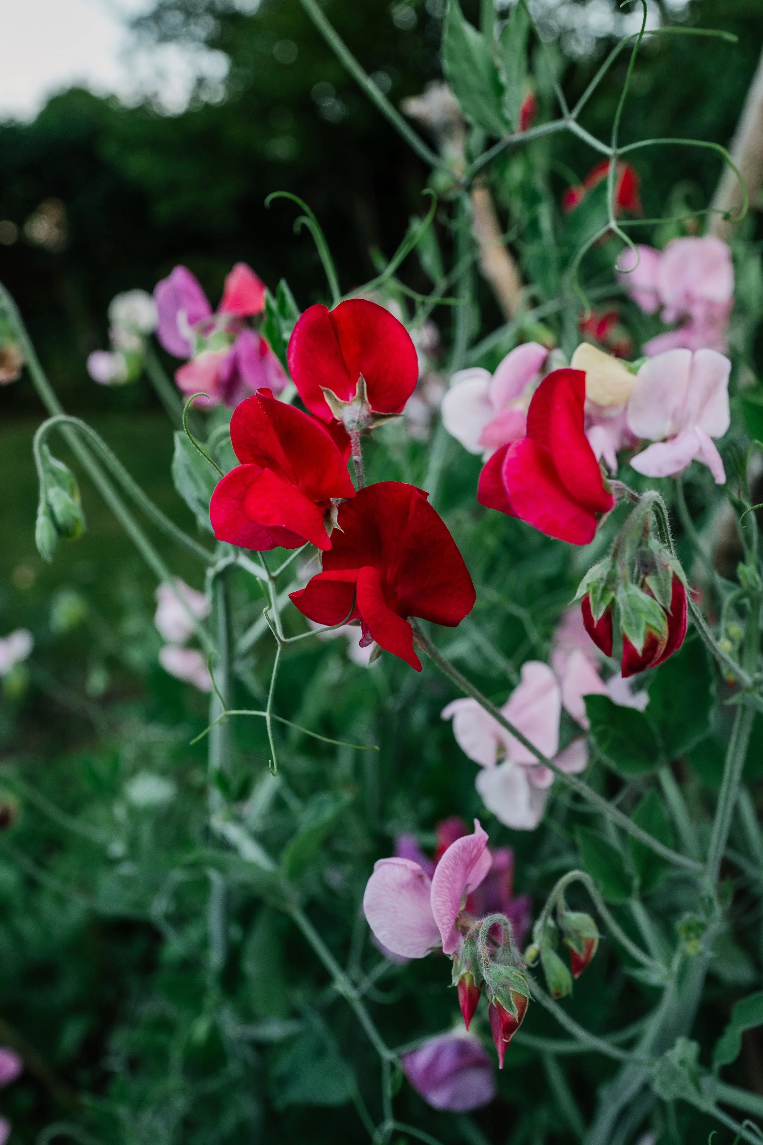 Our Garden-34.jpg