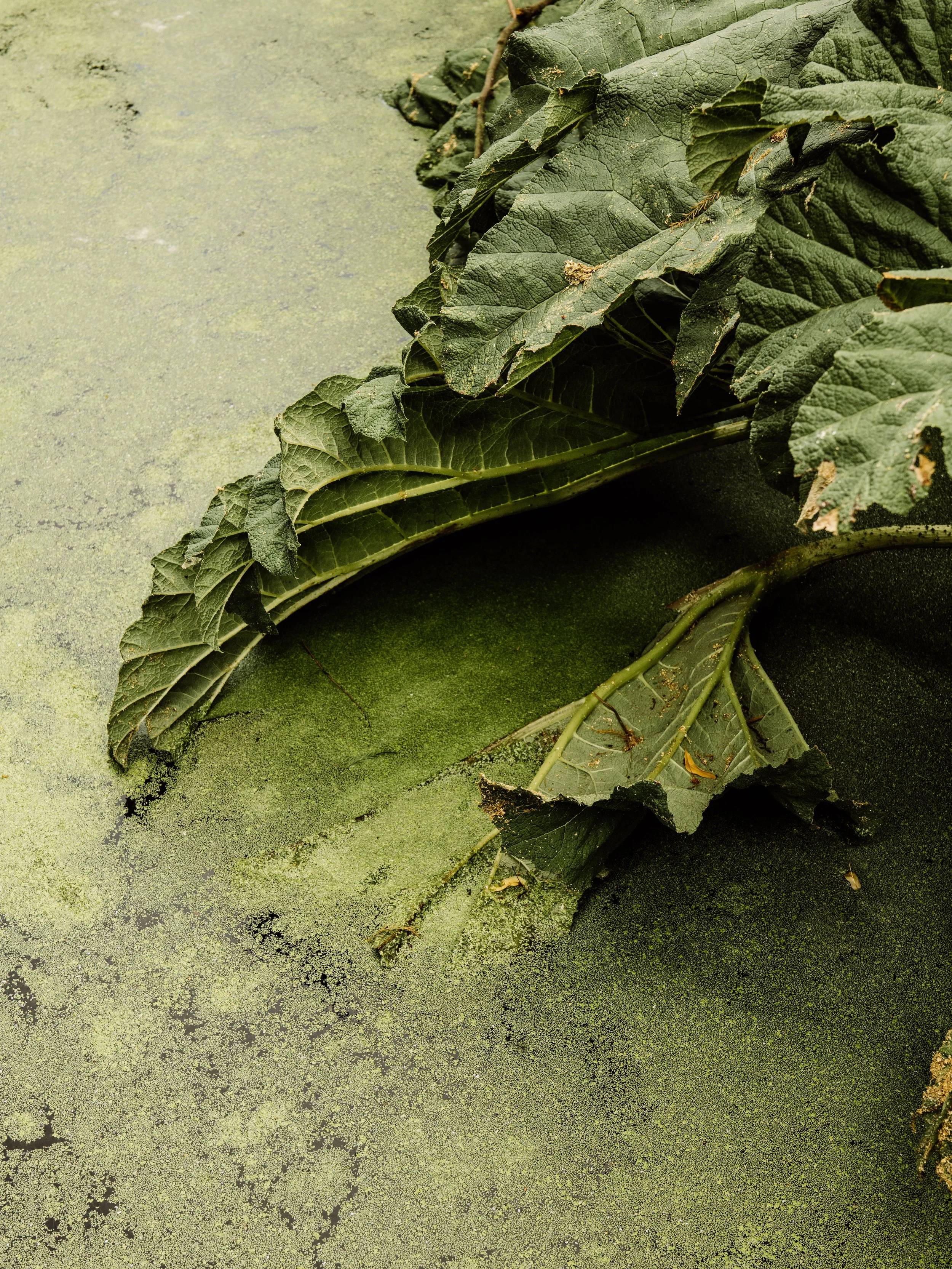 Botanical-36.jpg