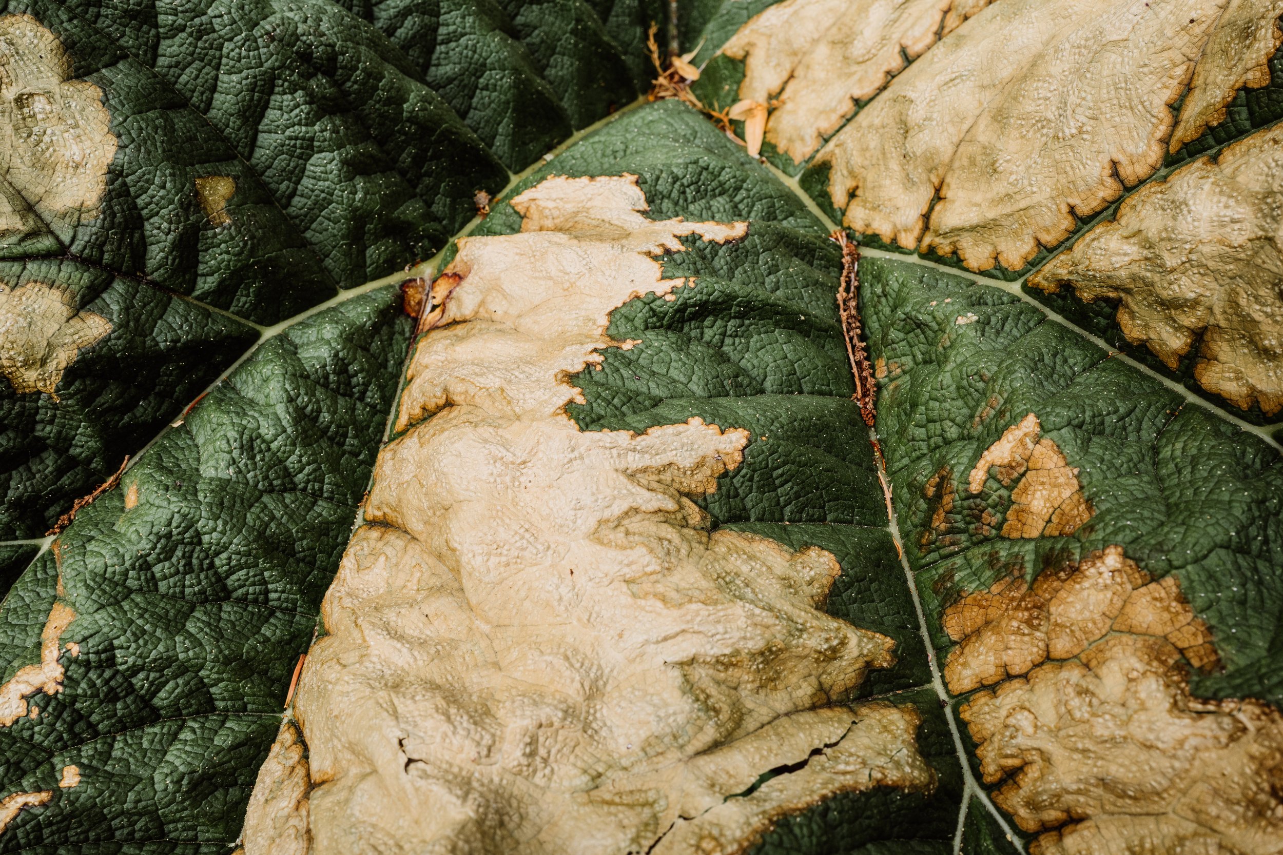 Botanical-61.jpg