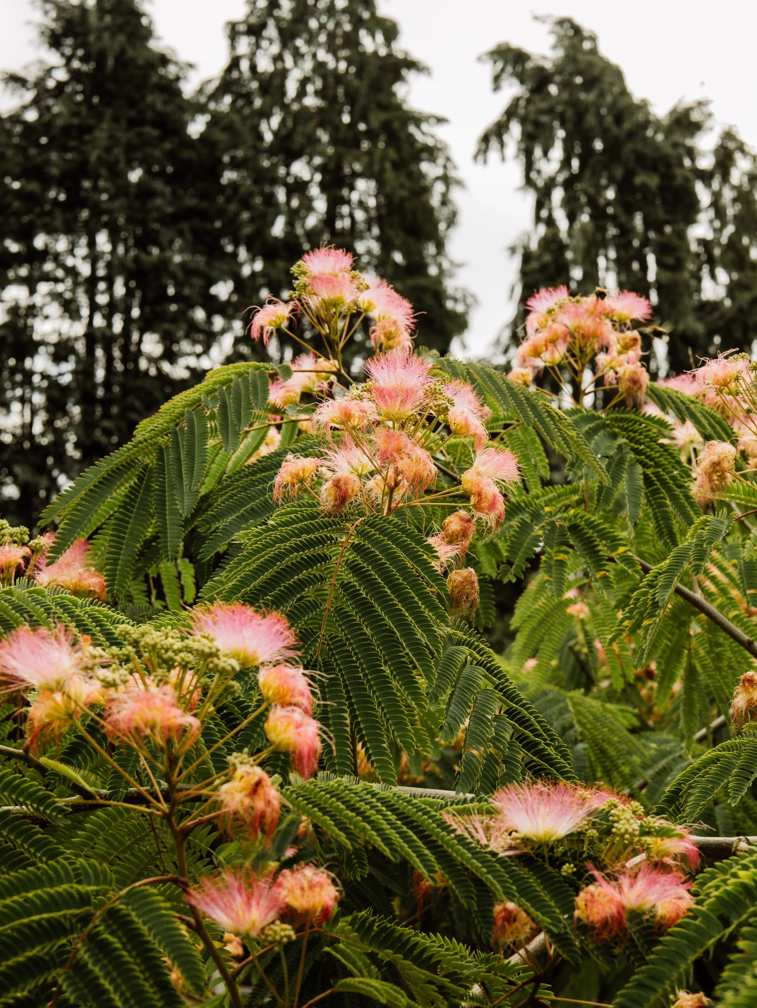 Botanical-55.jpg