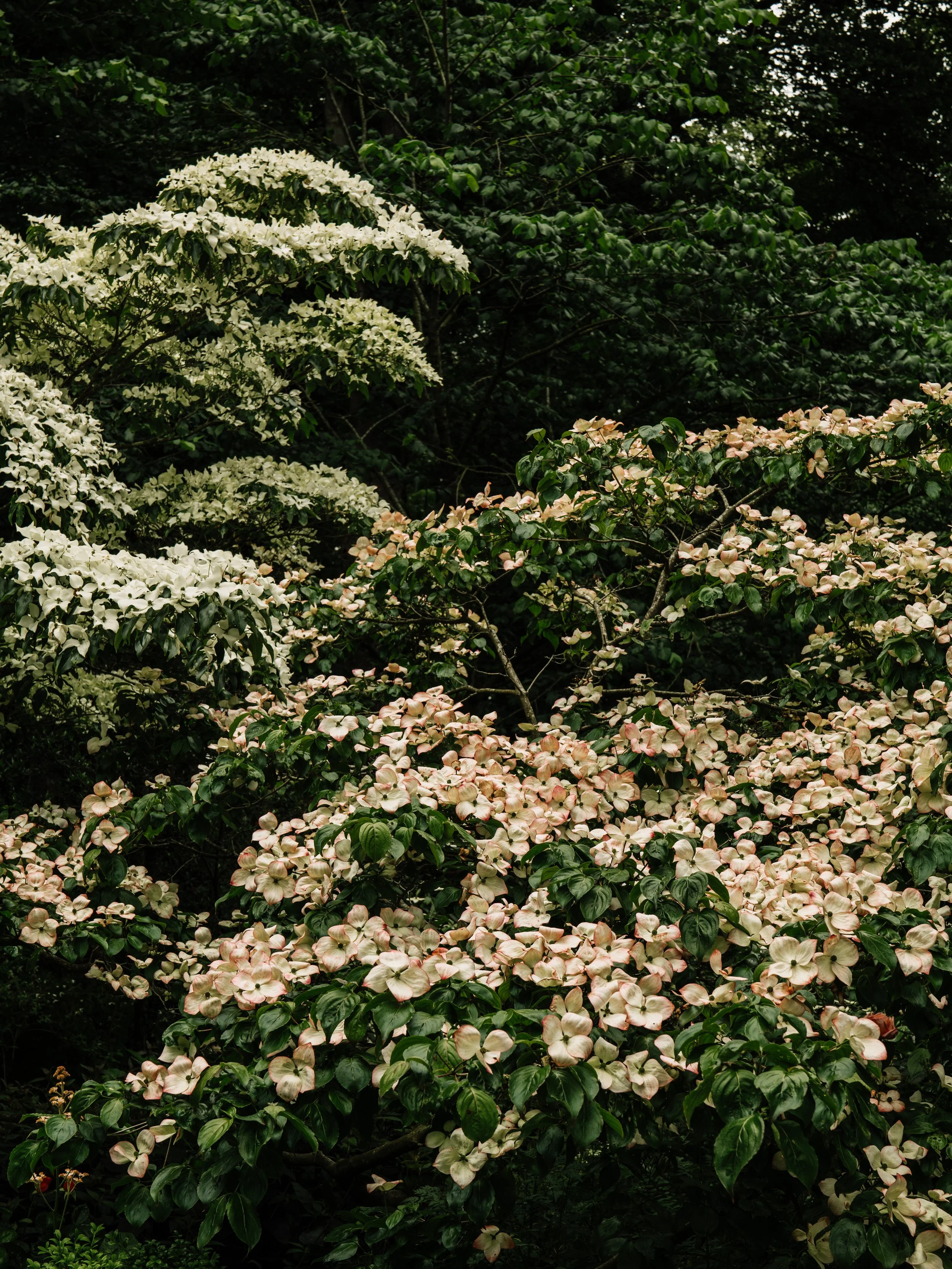 Renishaw Gardens 2-20.jpg