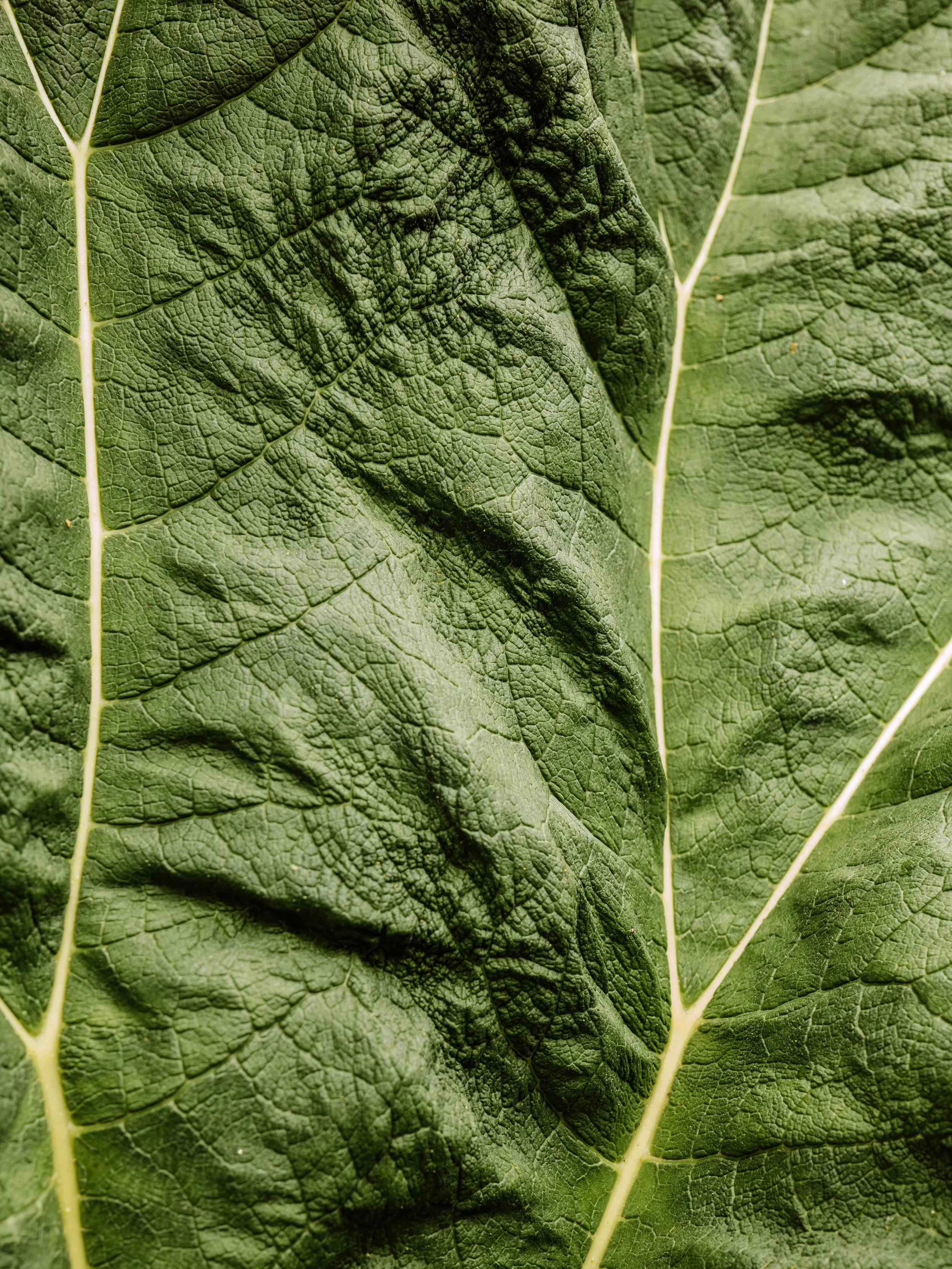 Botanical-38.jpg
