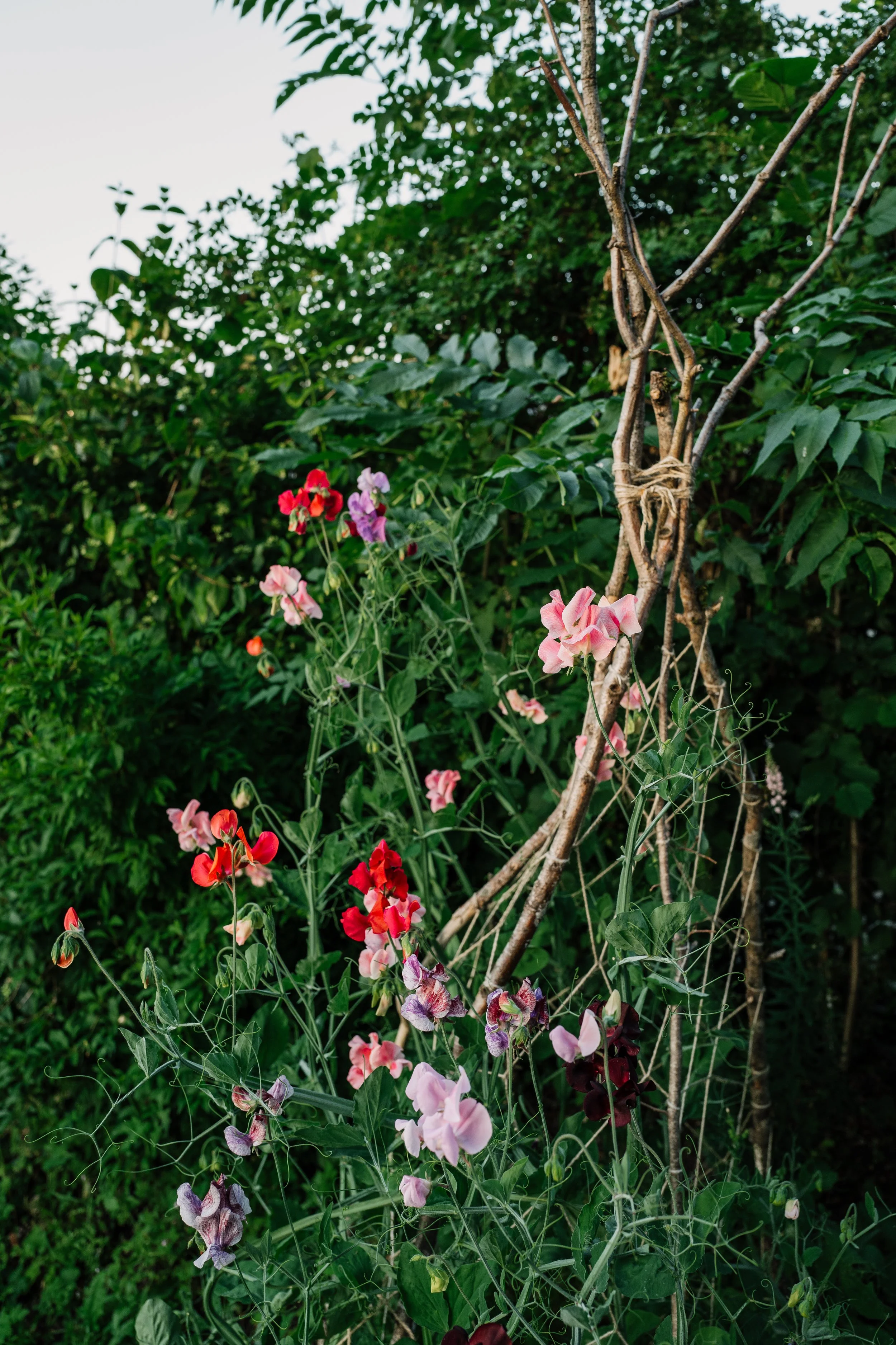 Our Garden-41.jpg