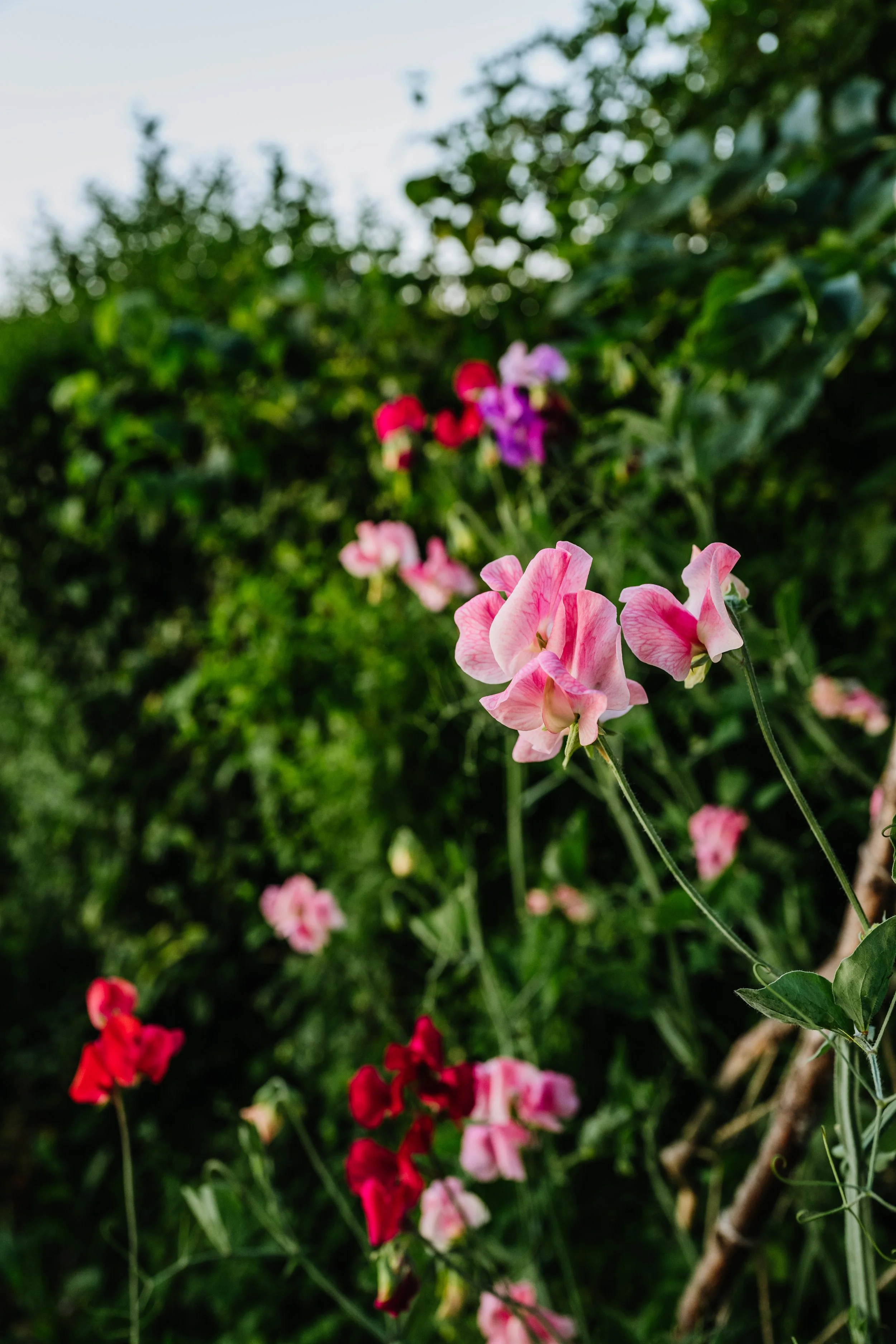 Our Garden-45.jpg