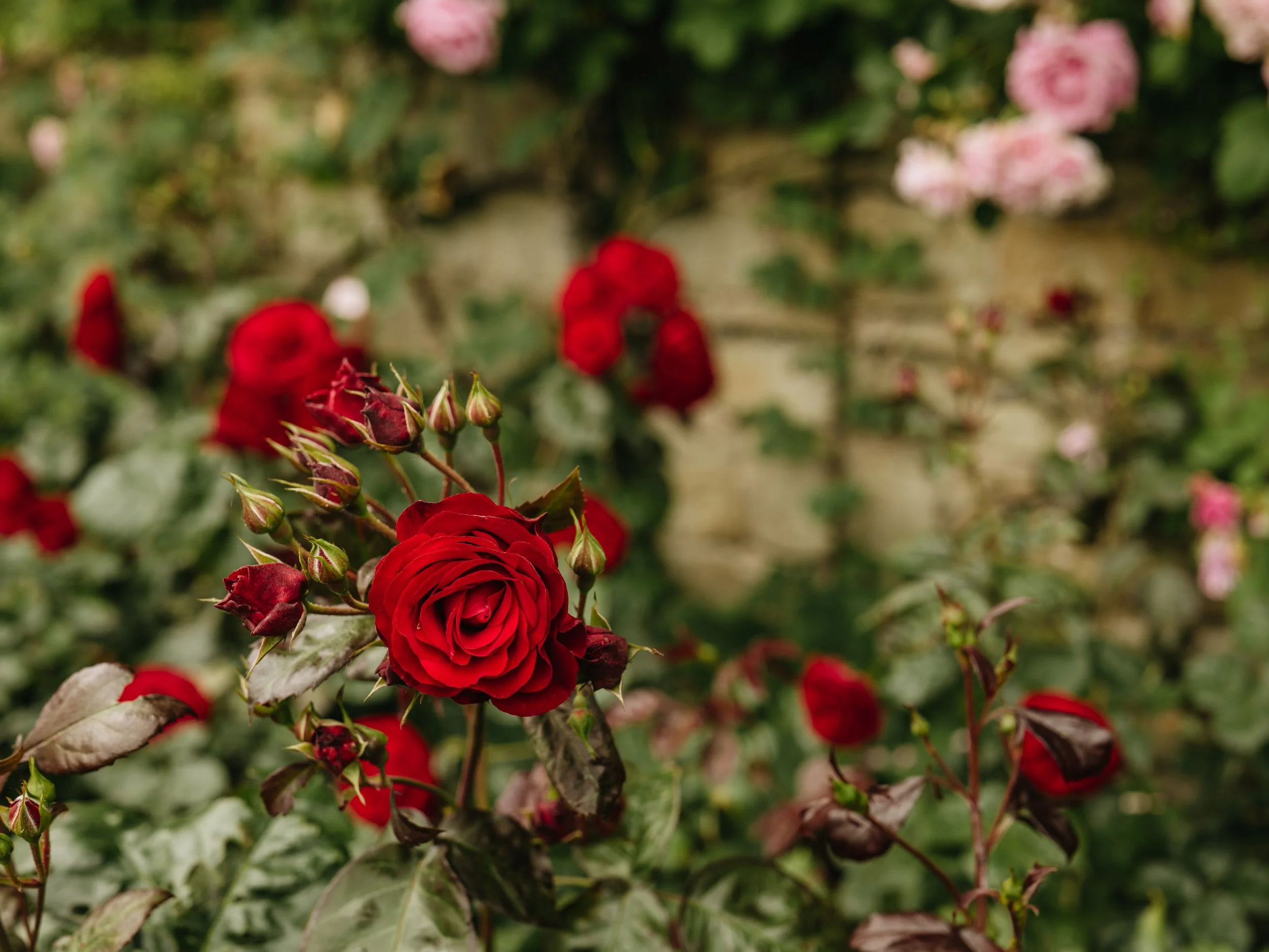 Renishaw Gardens 2-2.jpg