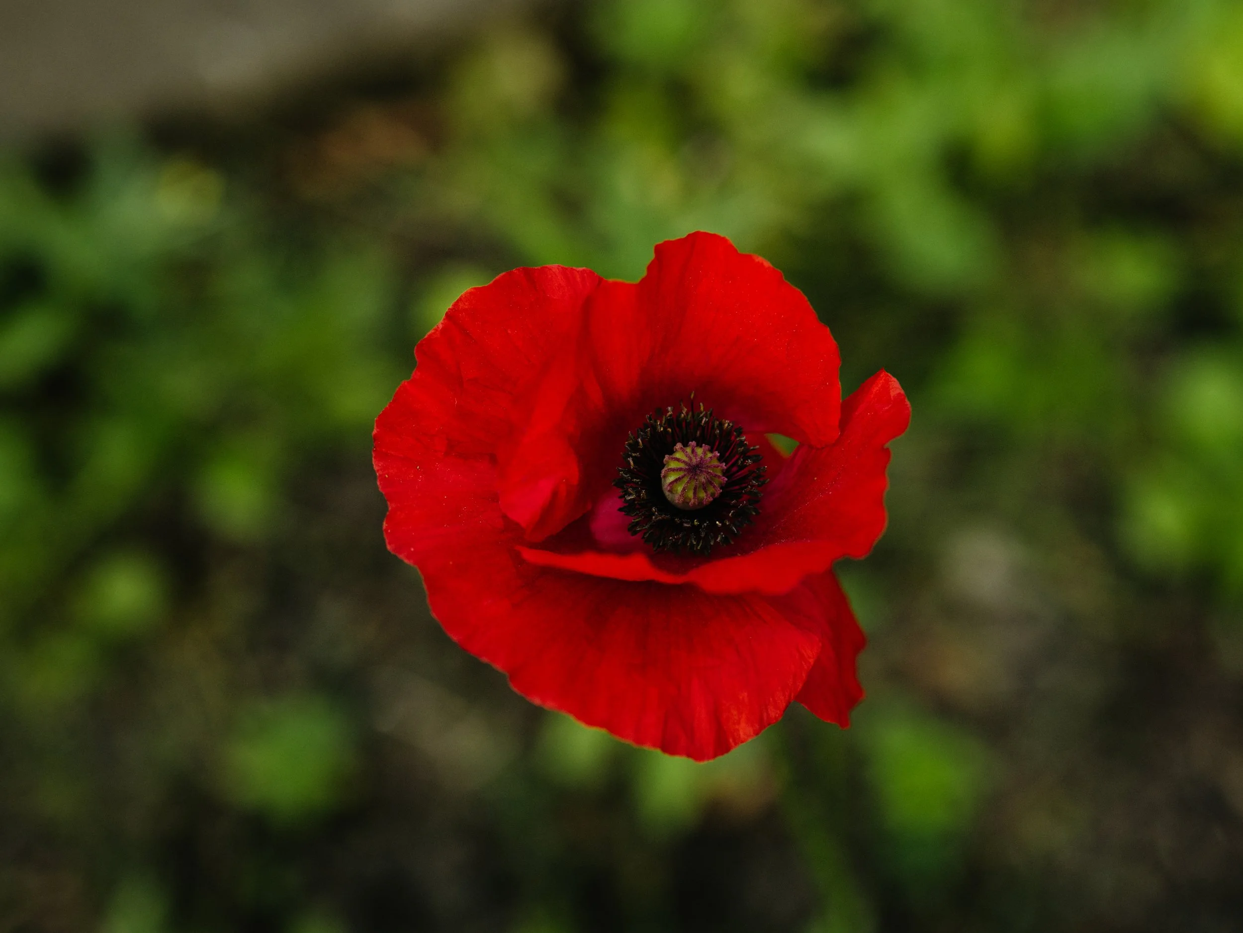 Our Garden-30.jpg