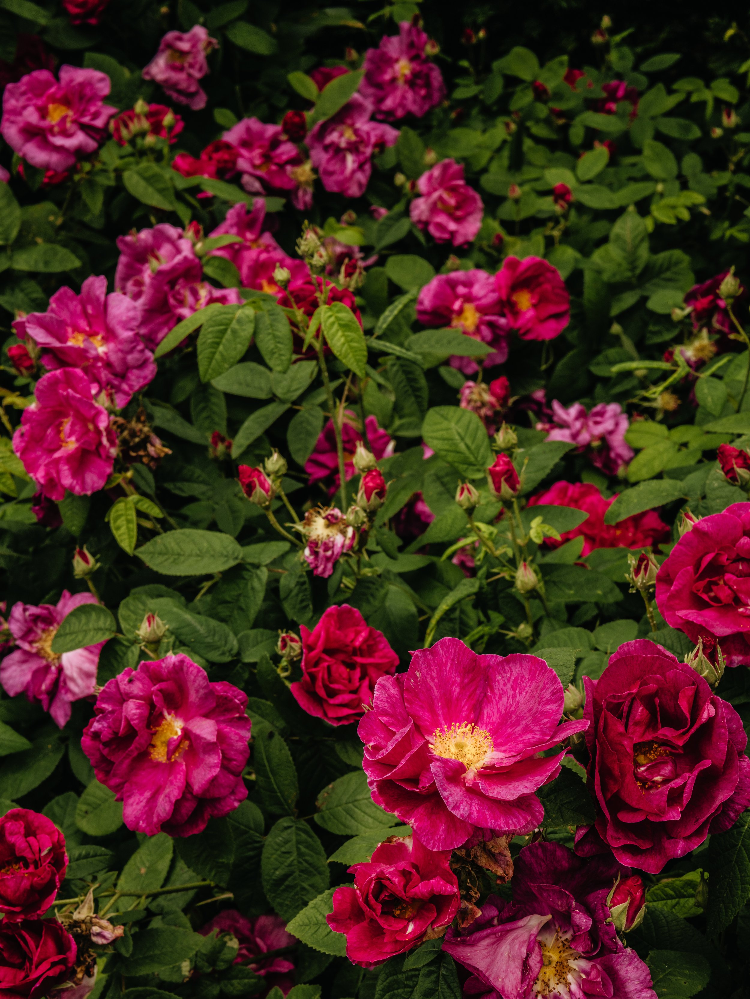Renishaw Gardens 2-50.jpg