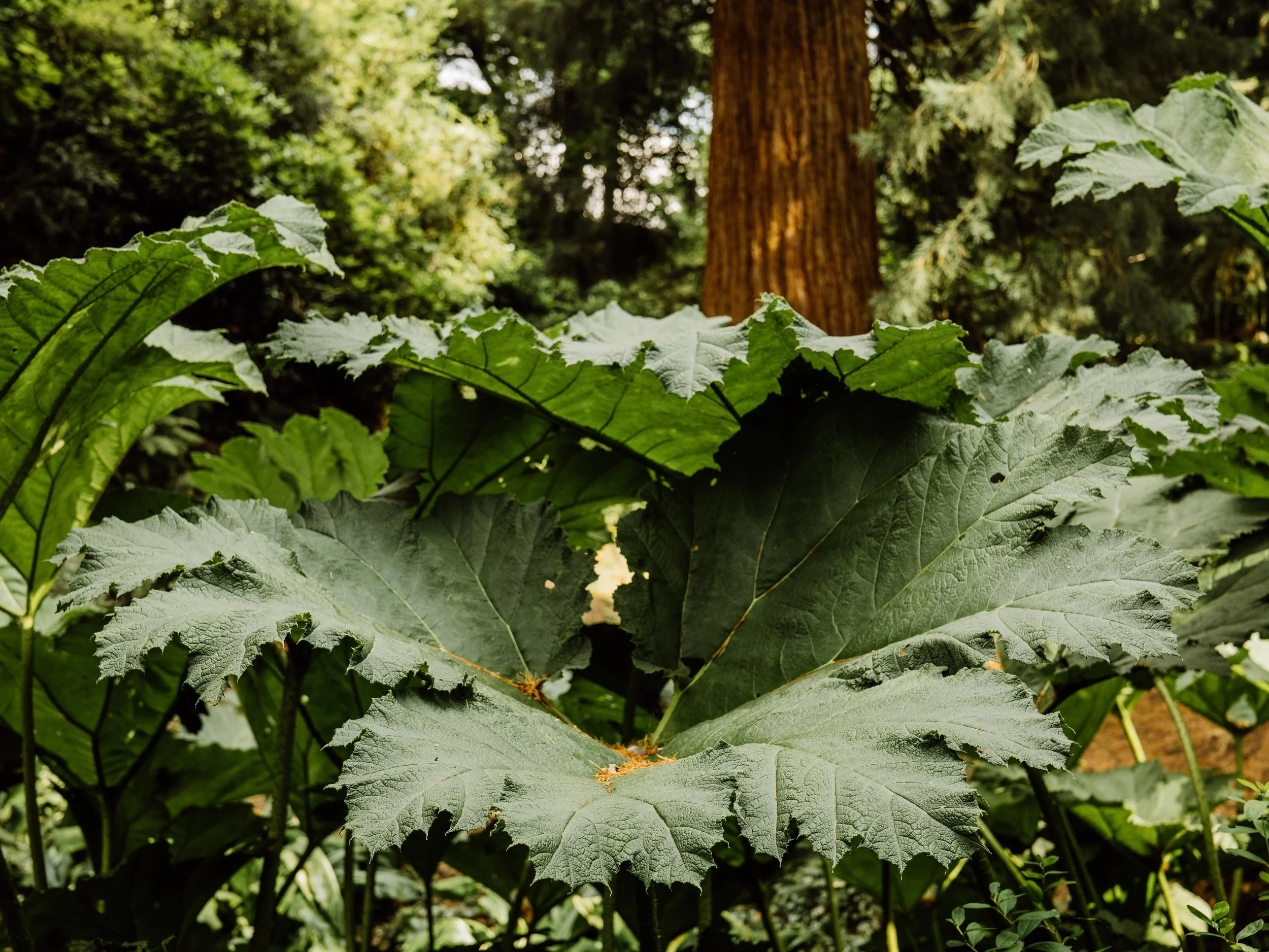 Botanical-34.jpg