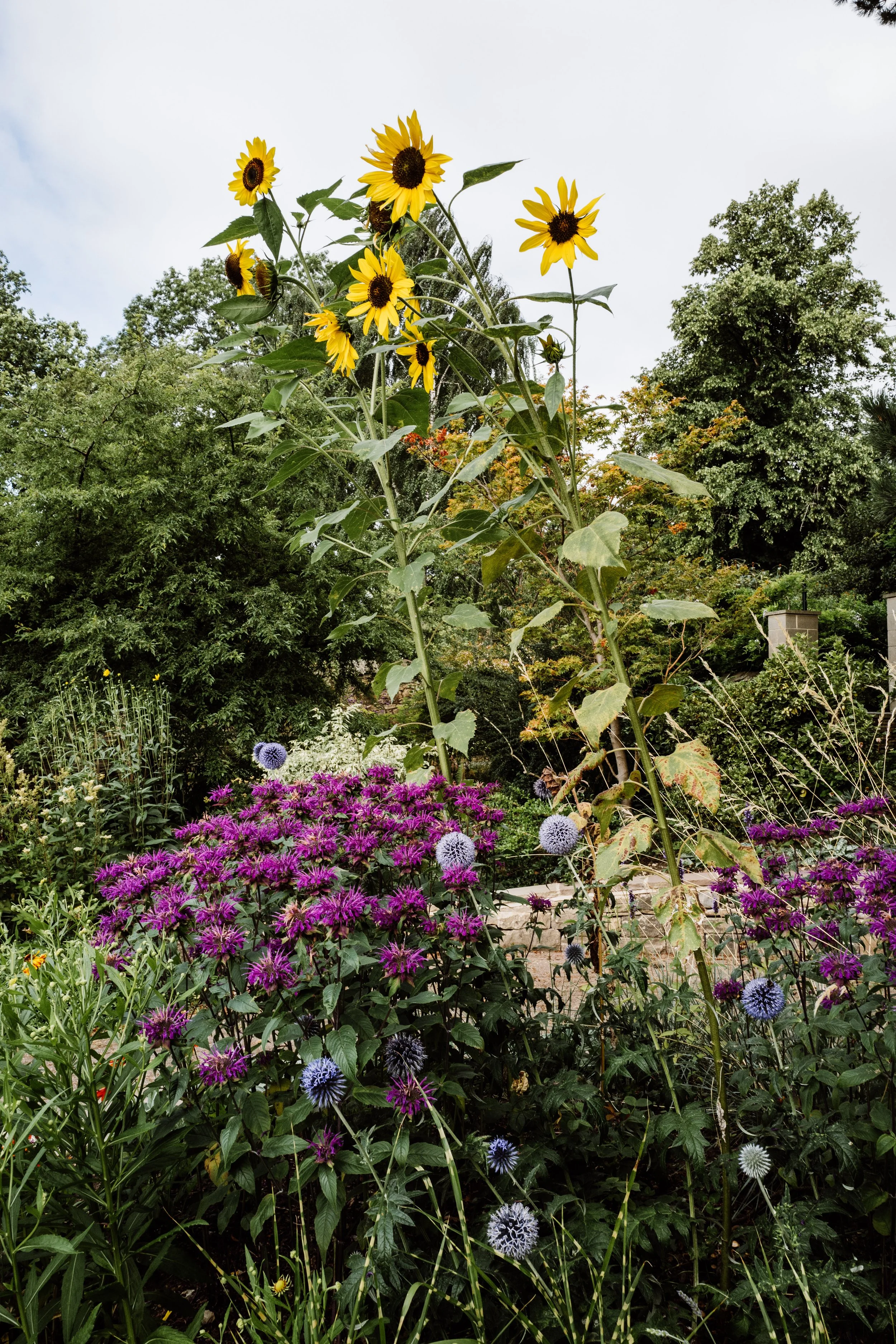 Botanical-70.jpg