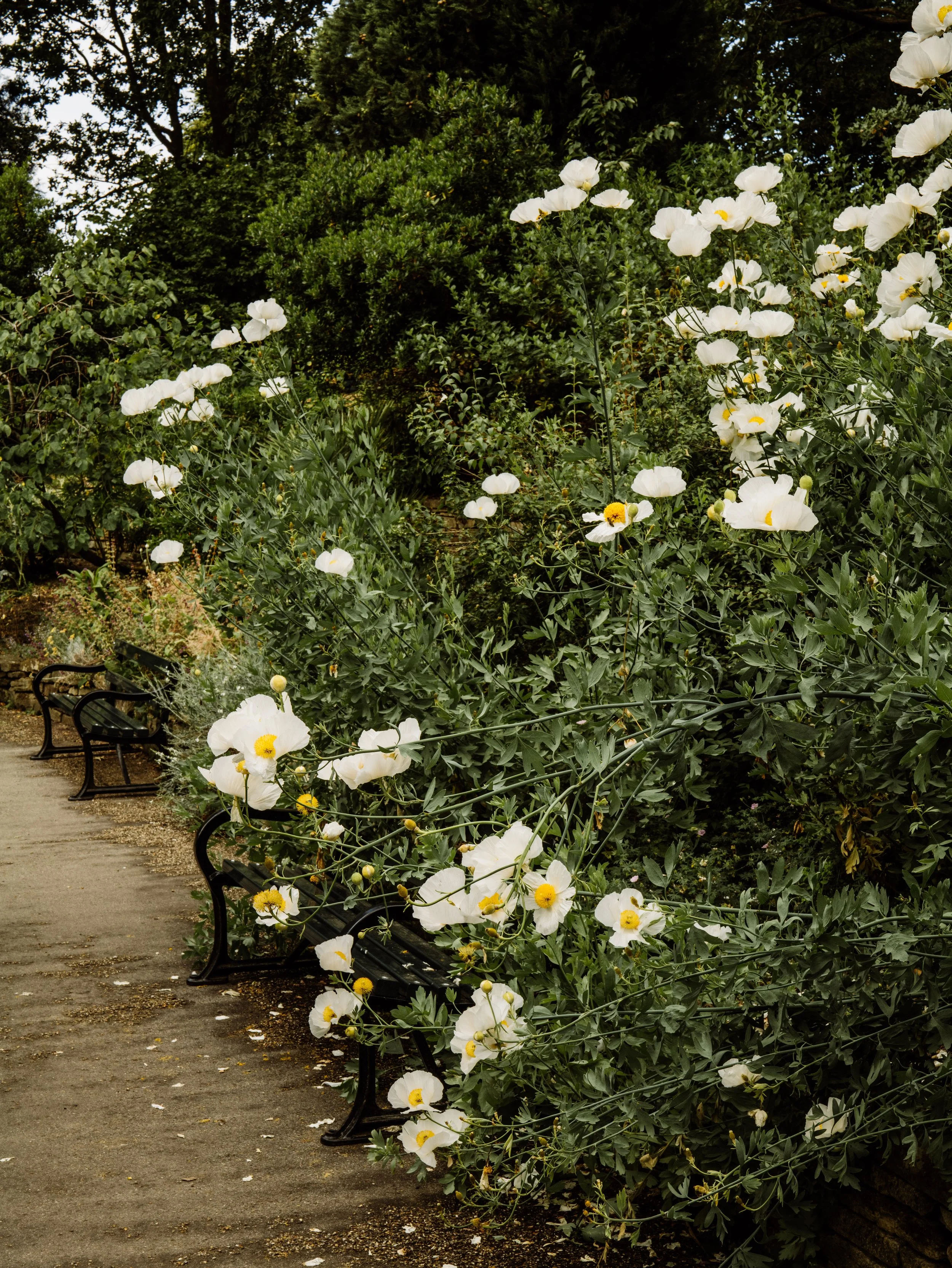Botanical-80.jpg