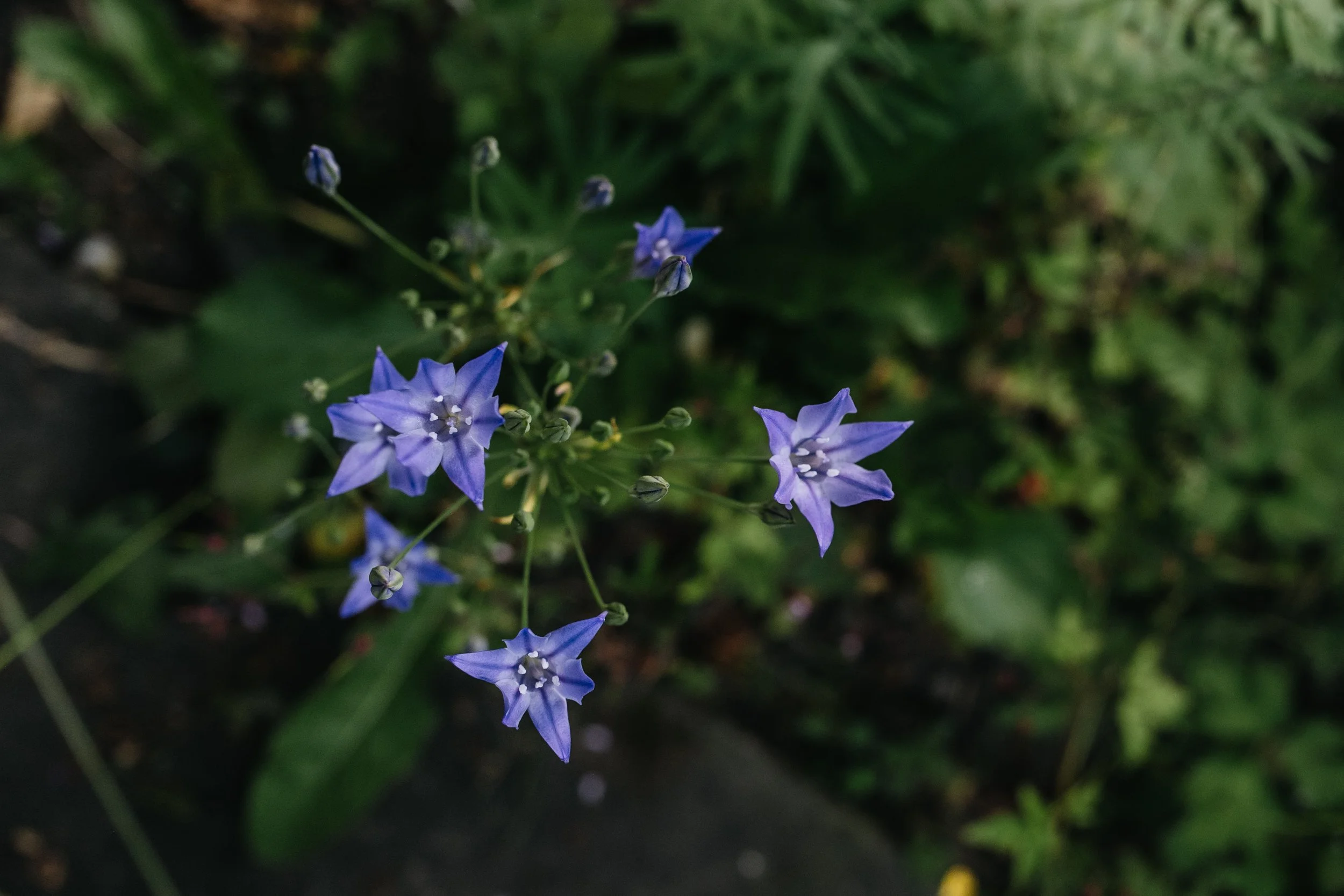 Our Garden-50.jpg