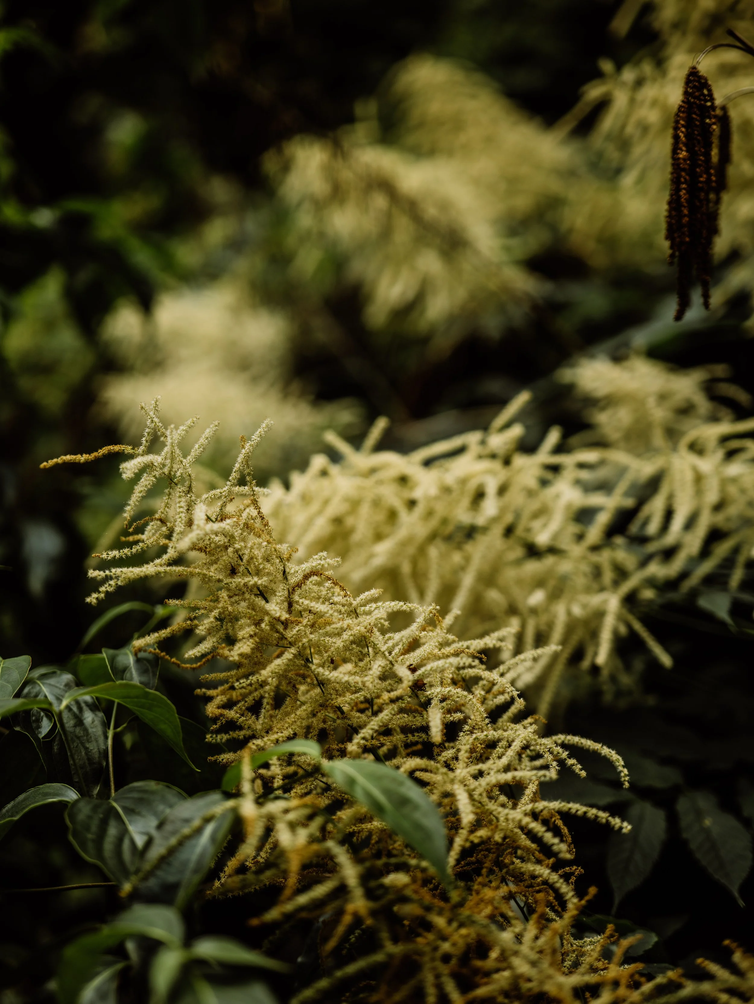Botanical-15.jpg