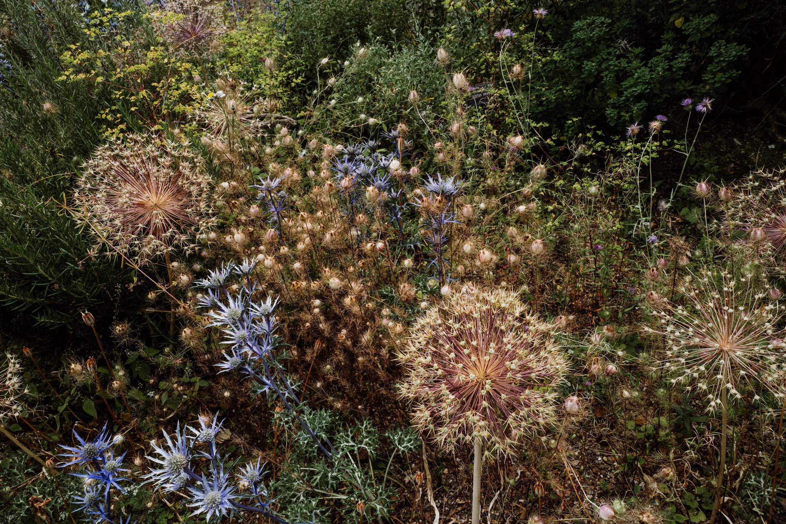 Botanical-100.jpg
