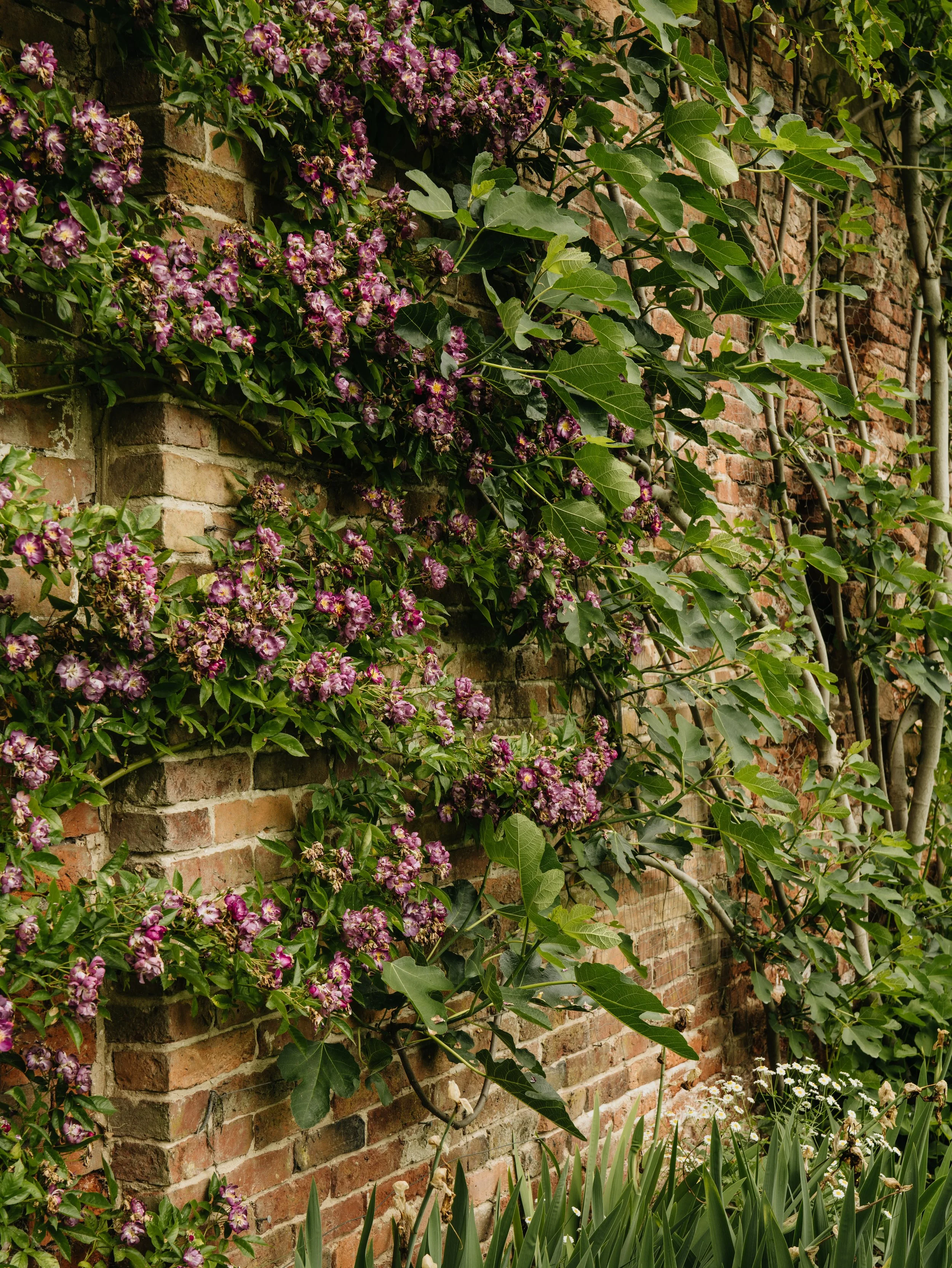 Renishaw Gardens 2-57.jpg