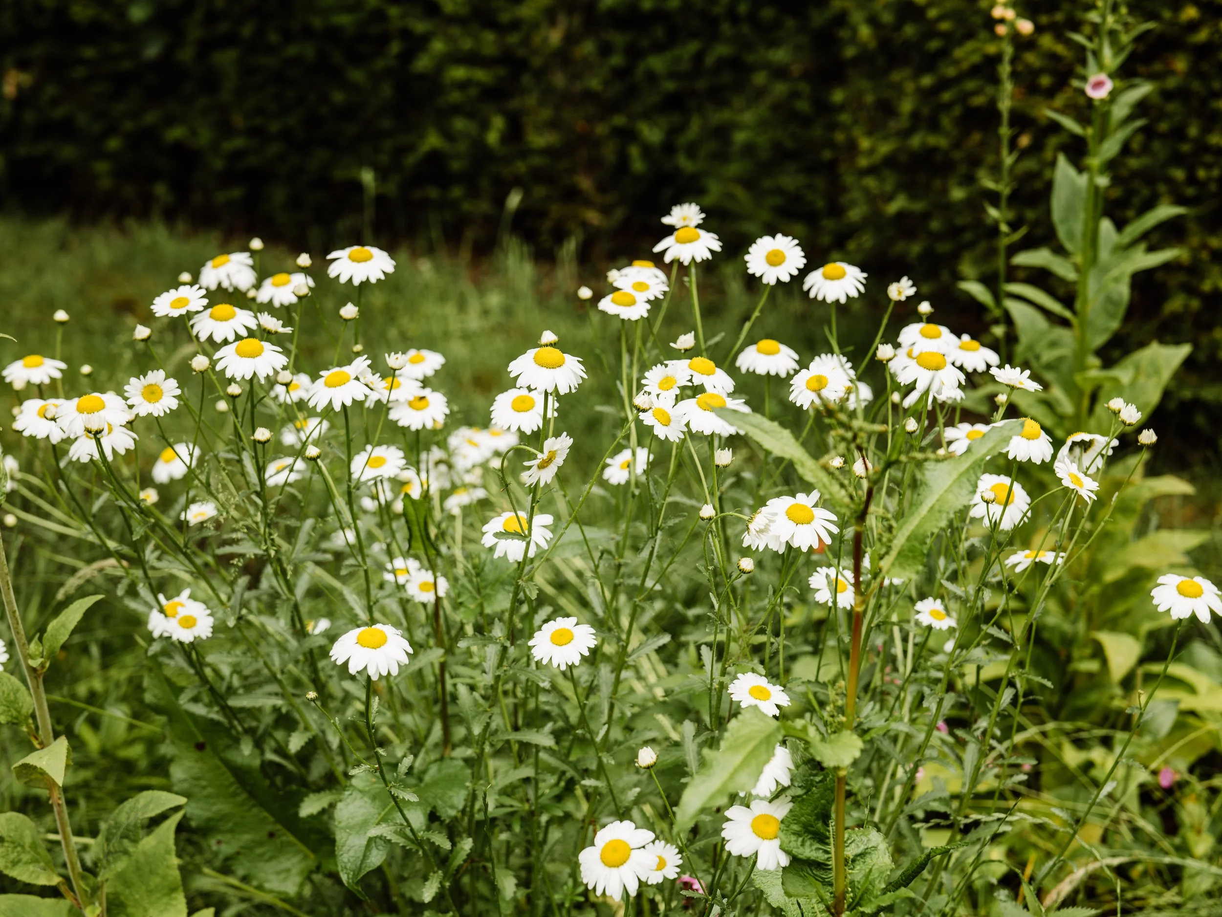 Wentworth Castle Gardens-81.jpg