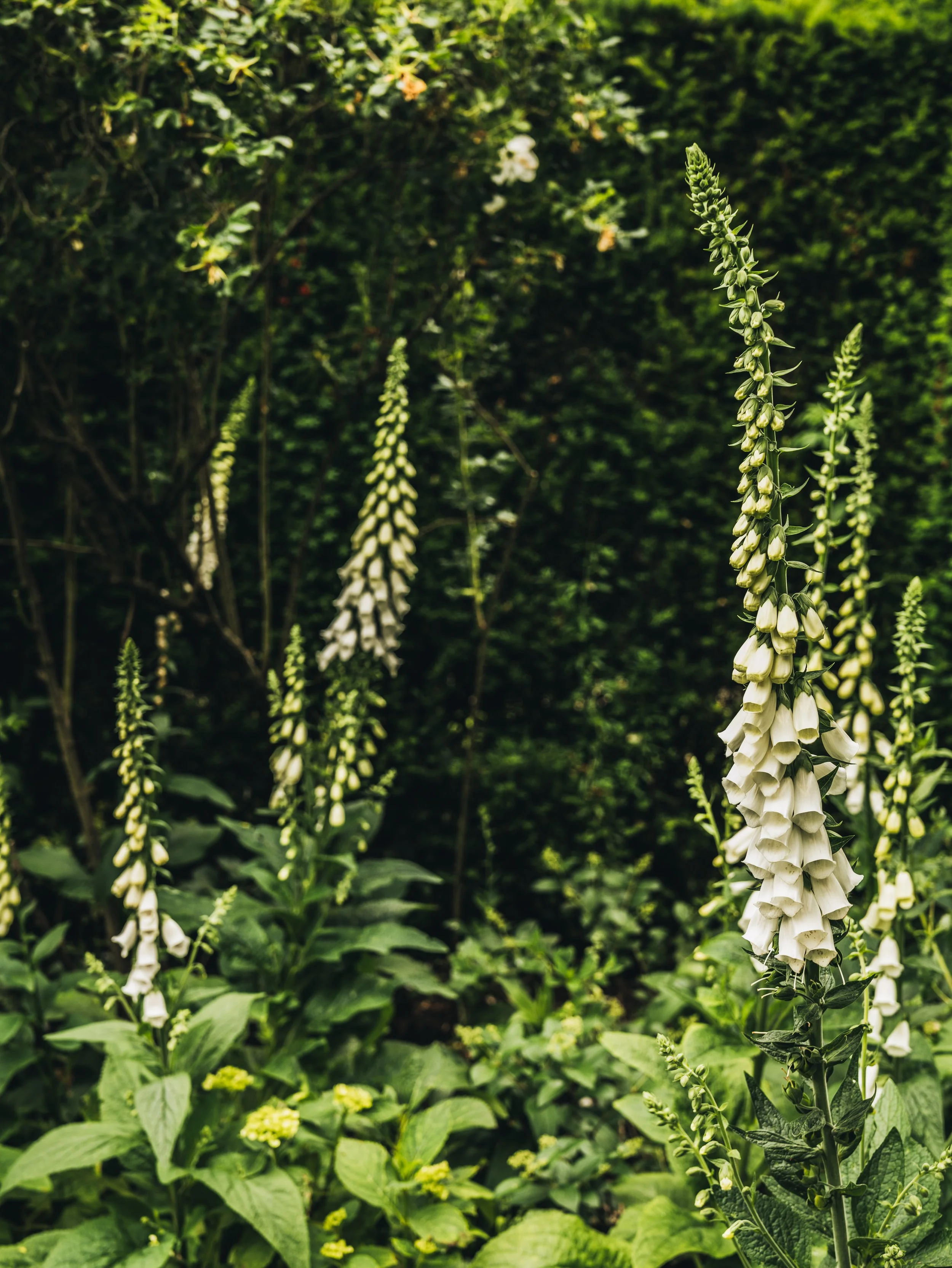 Renishaw Gardens 2-29.jpg