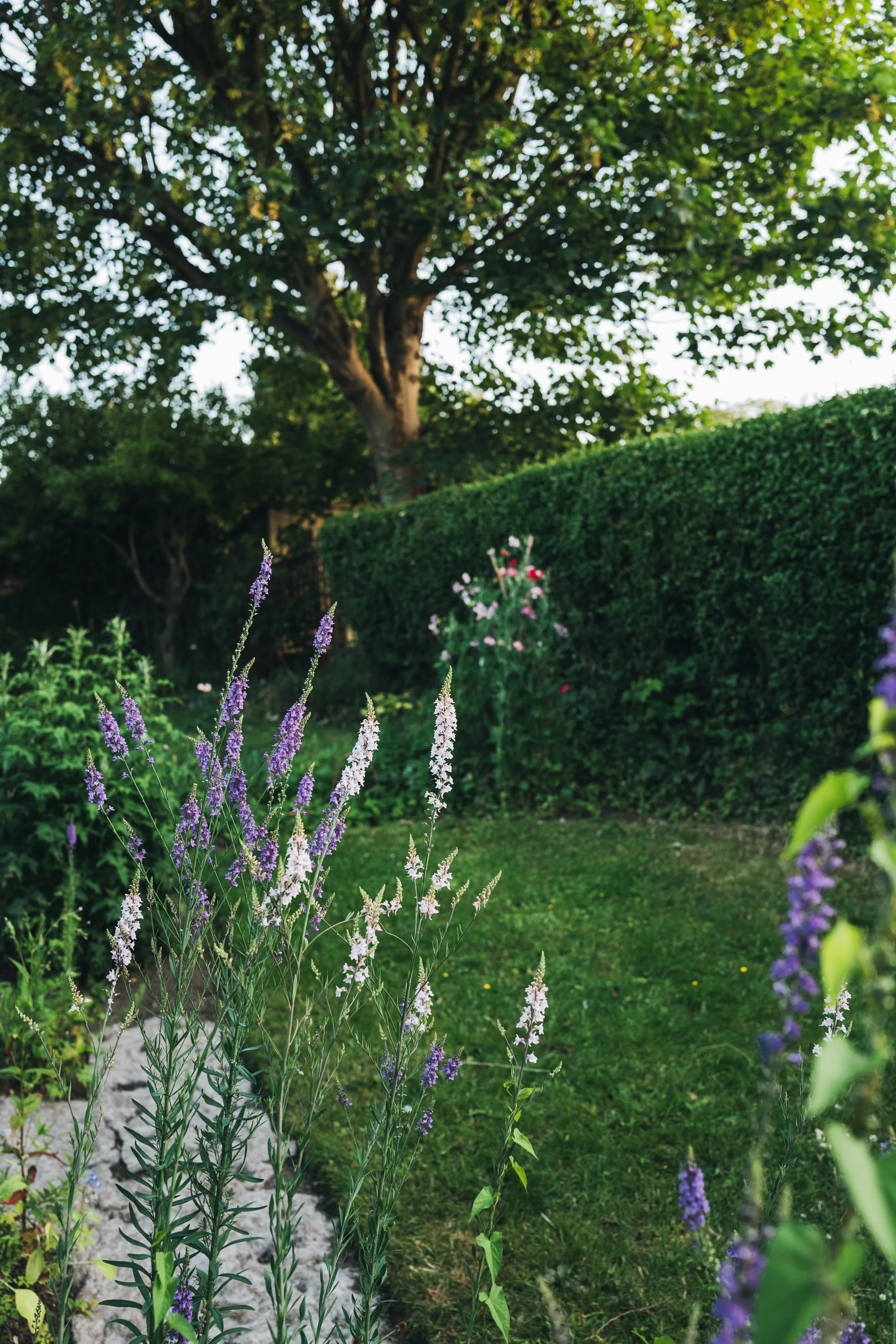 Our Garden-27.jpg