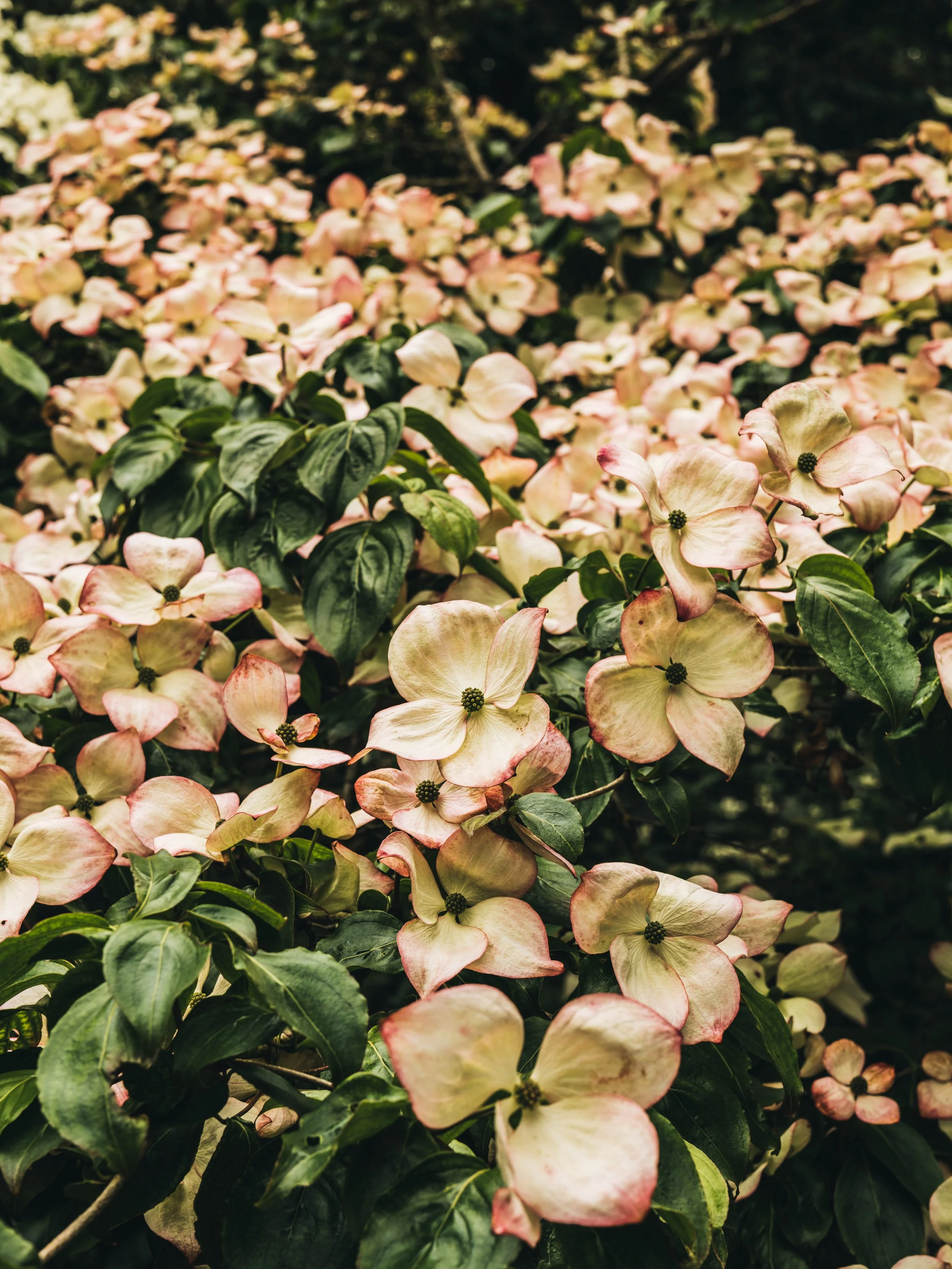 Renishaw Gardens 2-23.jpg