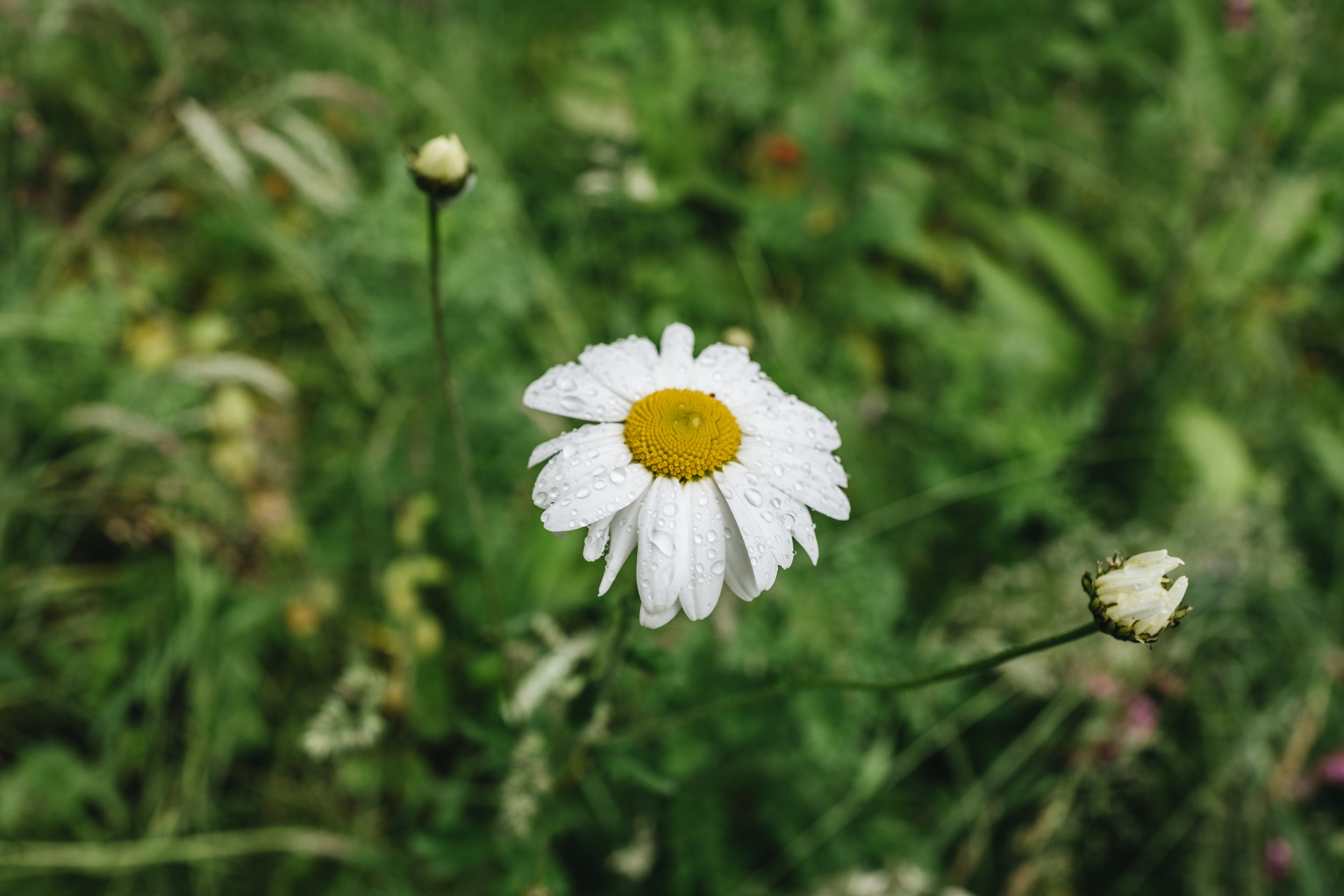 Wentworth Castle Gardens-93.jpg