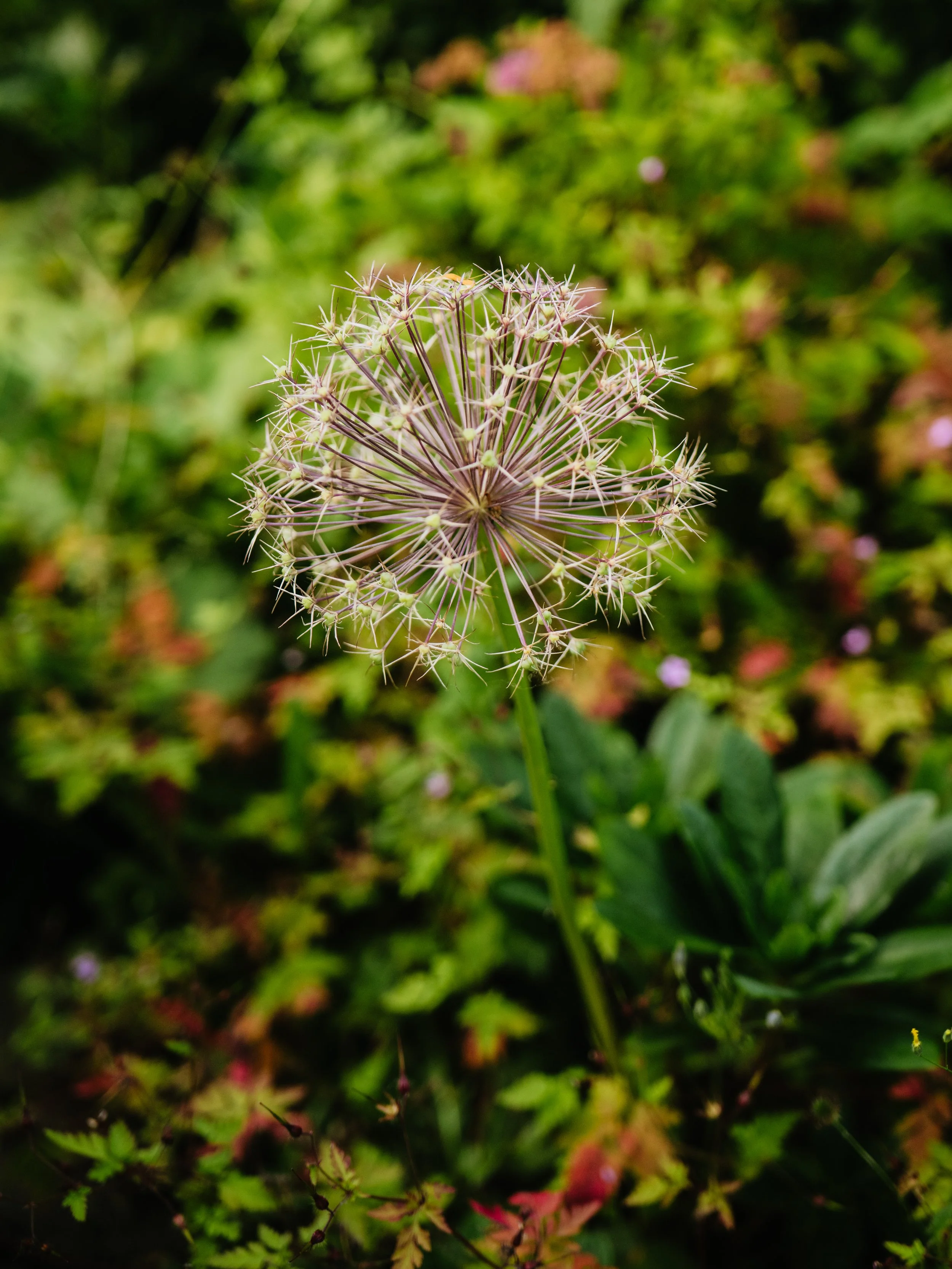 Our Garden-38.jpg