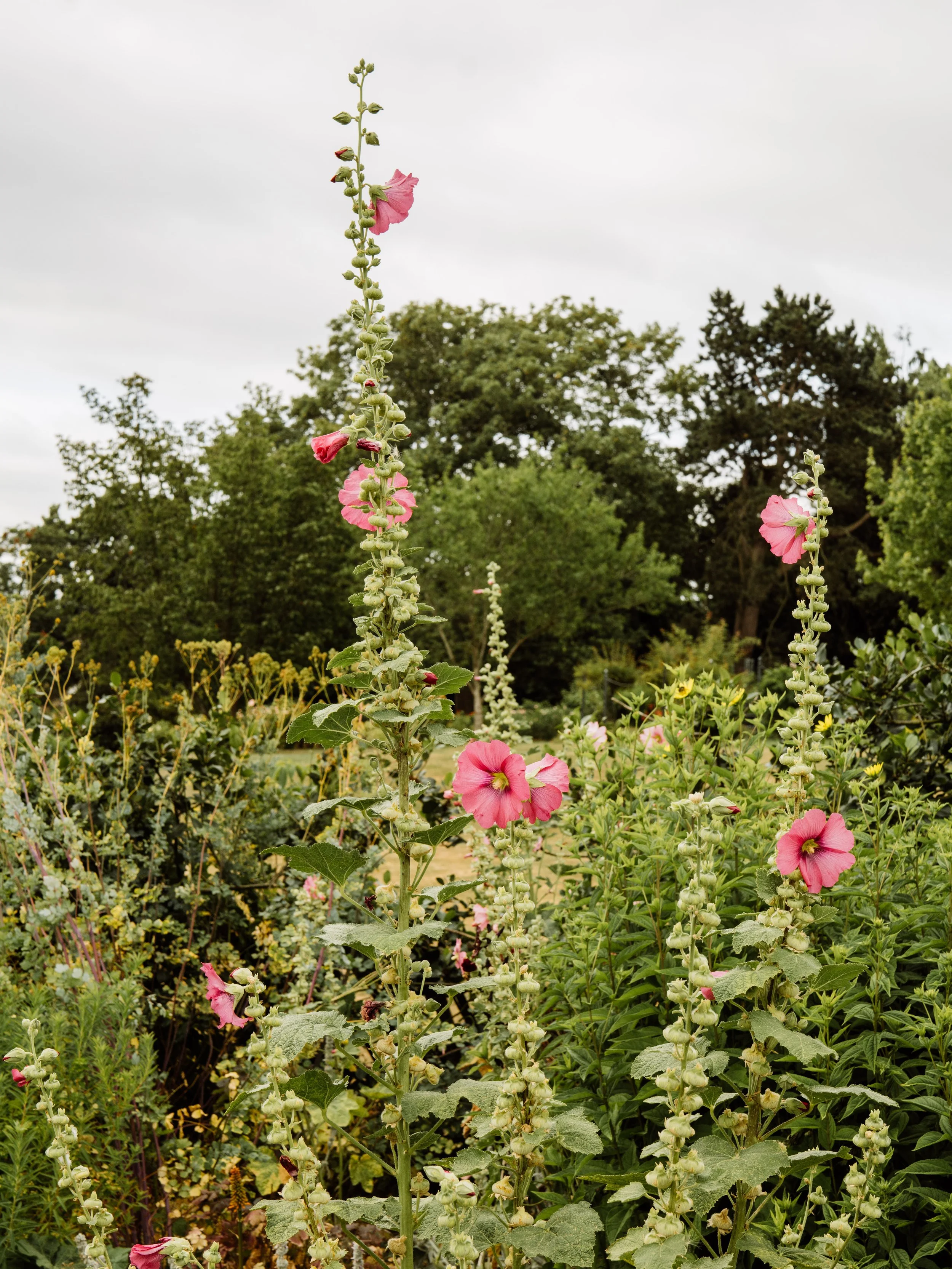 Botanical-8.jpg