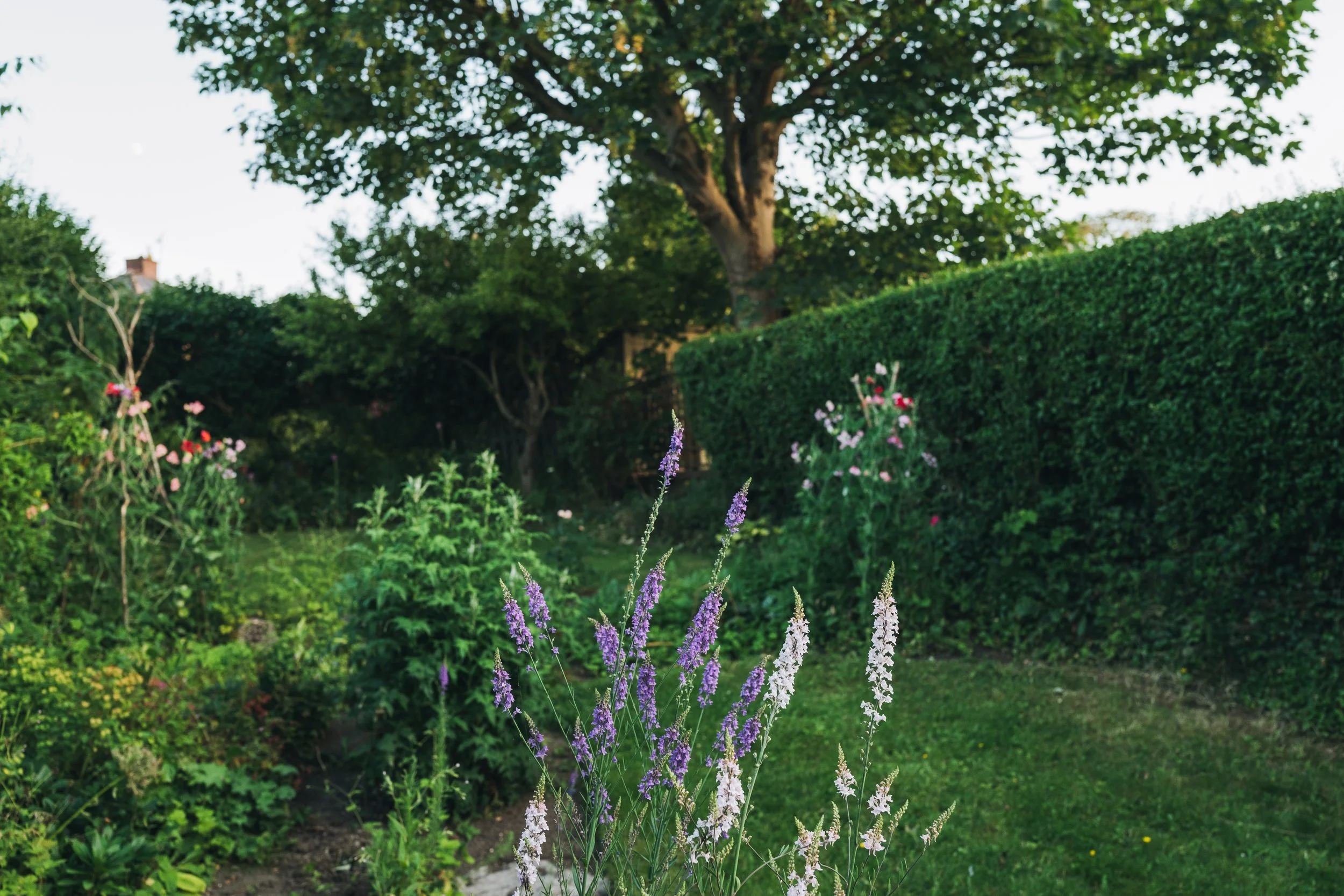 Our Garden-25.jpg