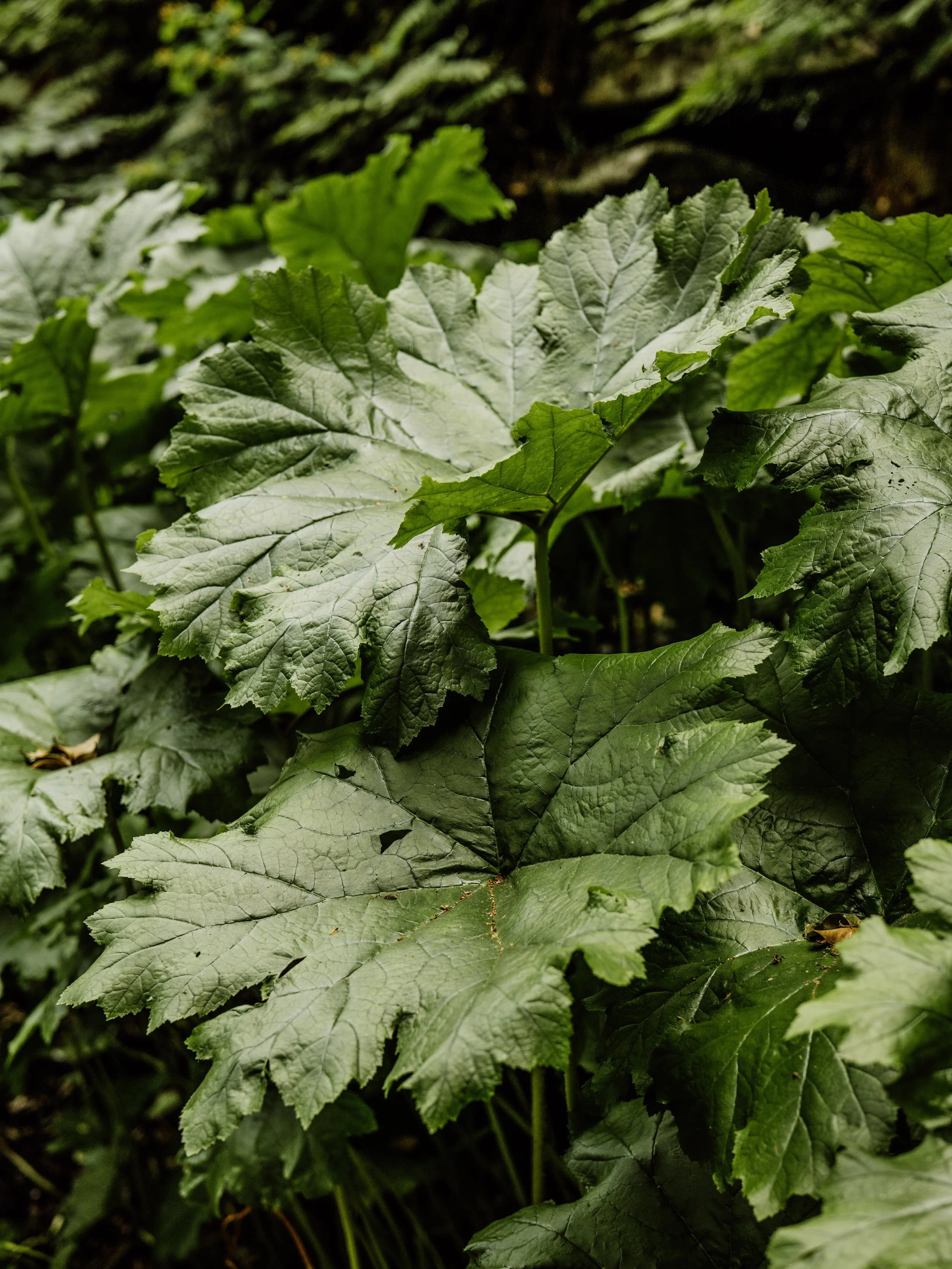 Botanical-8.jpg