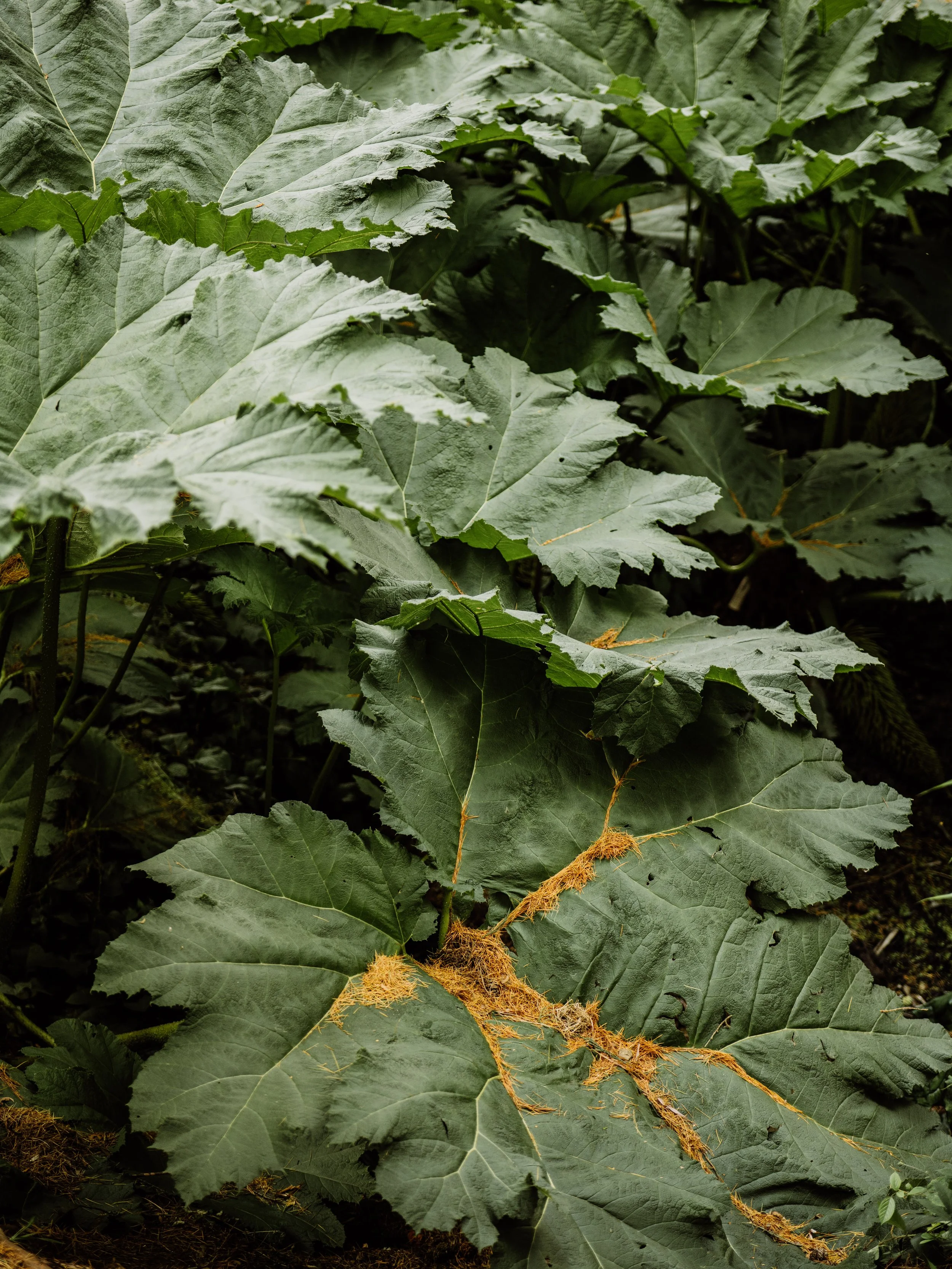 Botanical-20.jpg