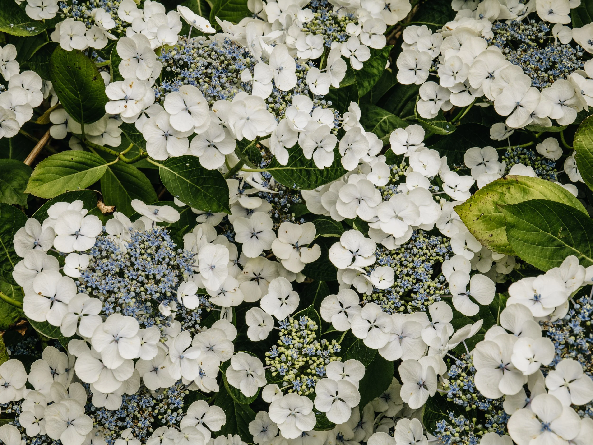 Botanical-42.jpg