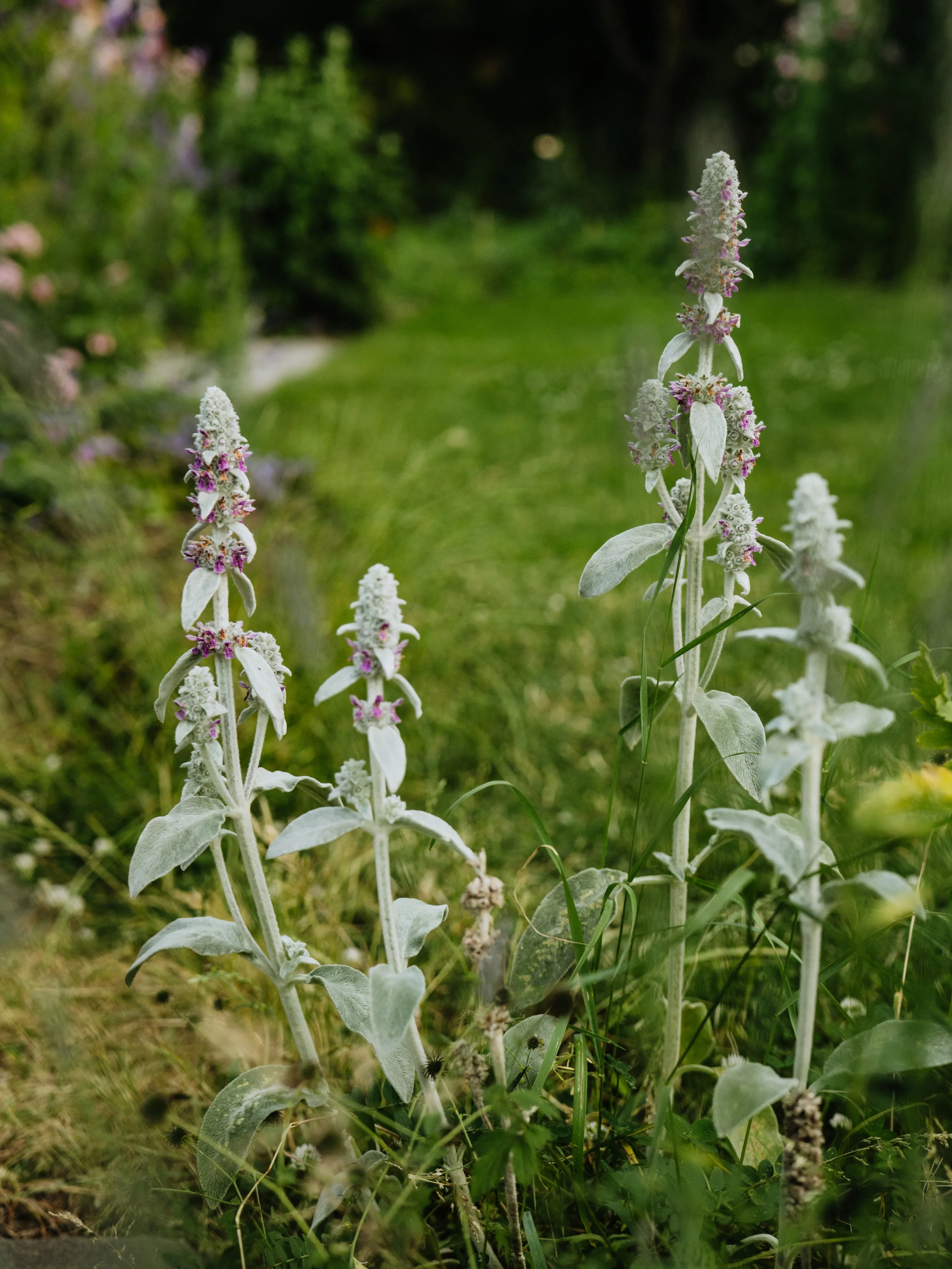 Our Garden-46.jpg