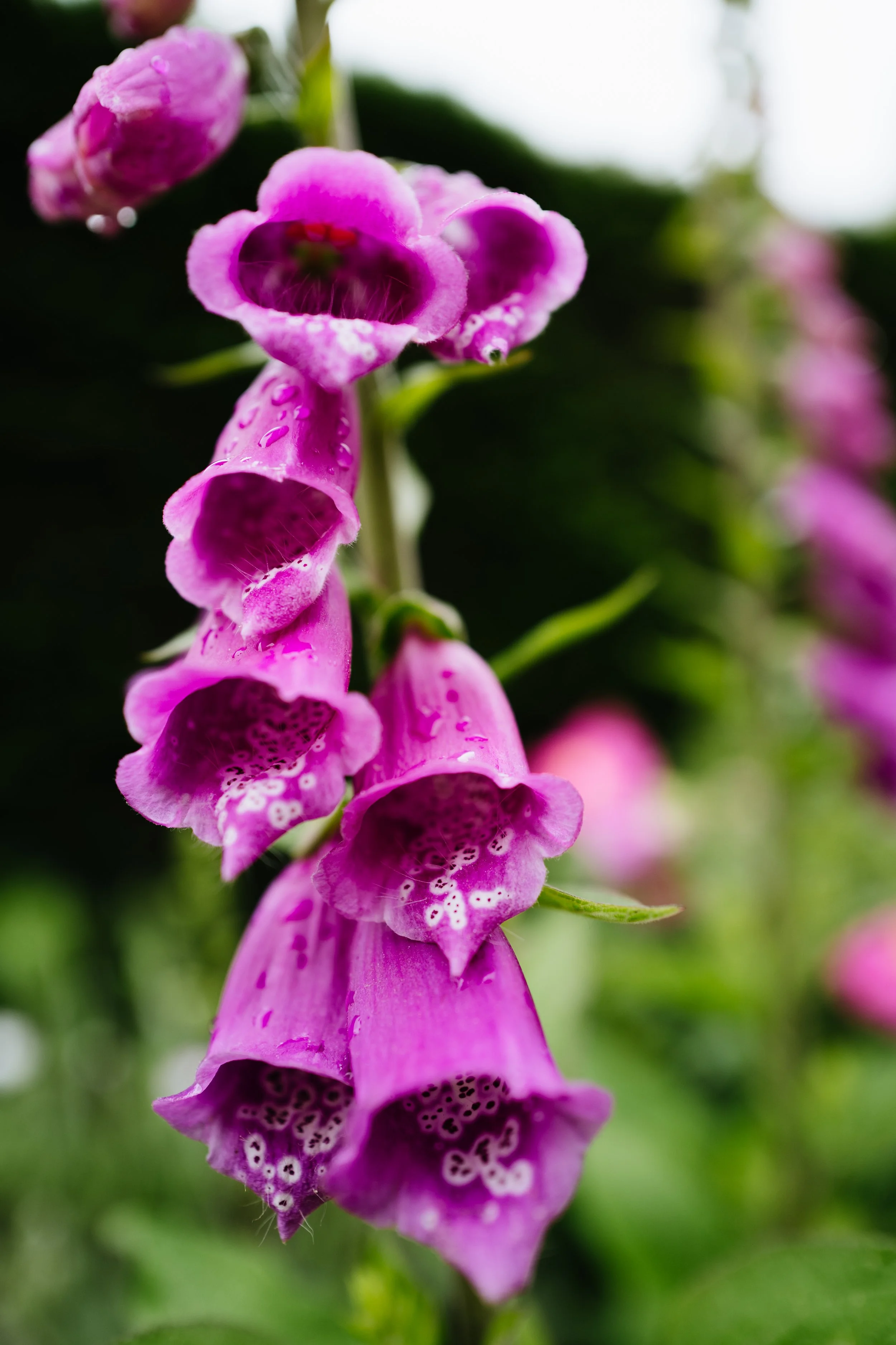 Wentworth Castle Gardens-27.jpg