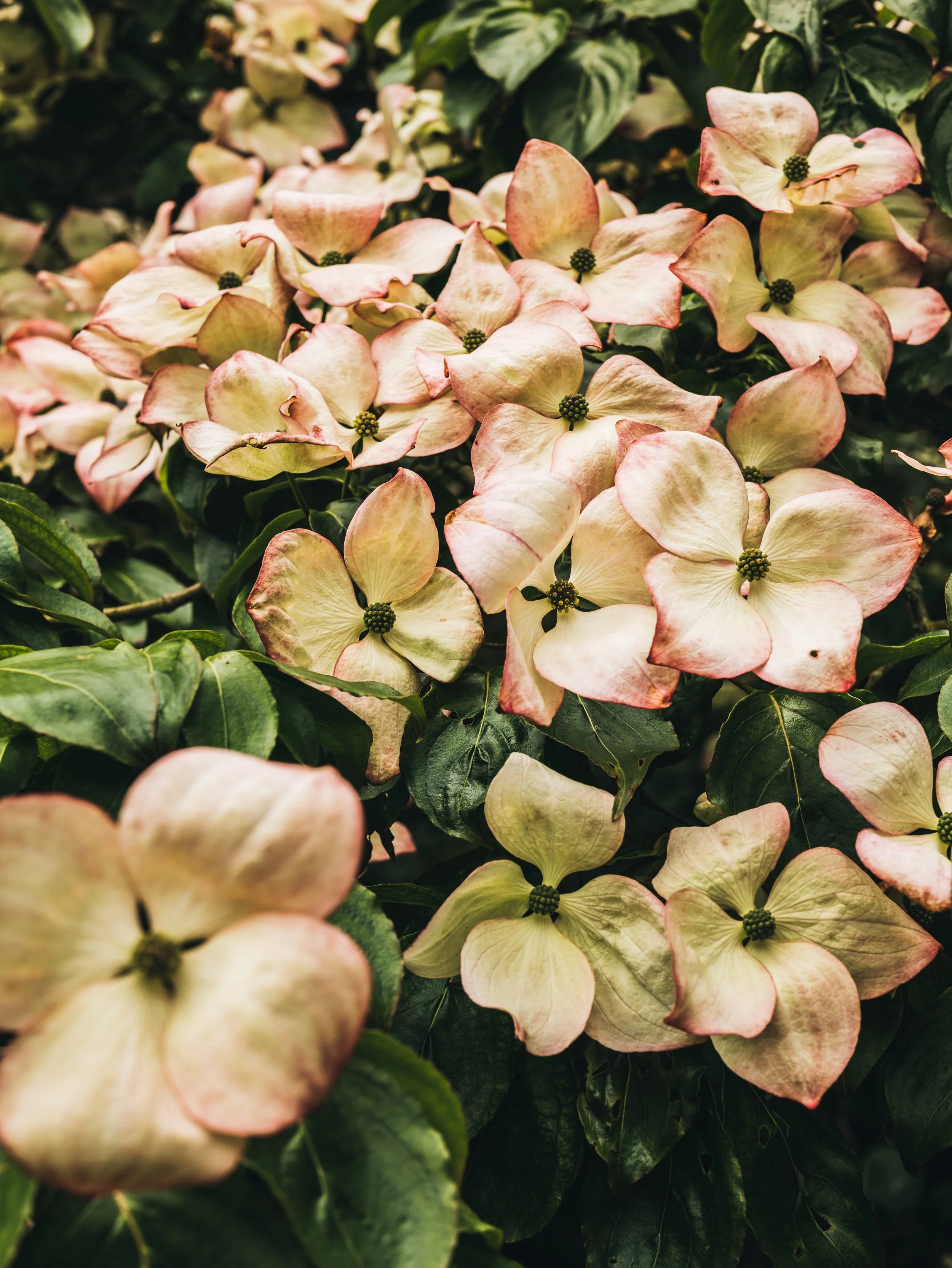 Renishaw Gardens 2-21.jpg