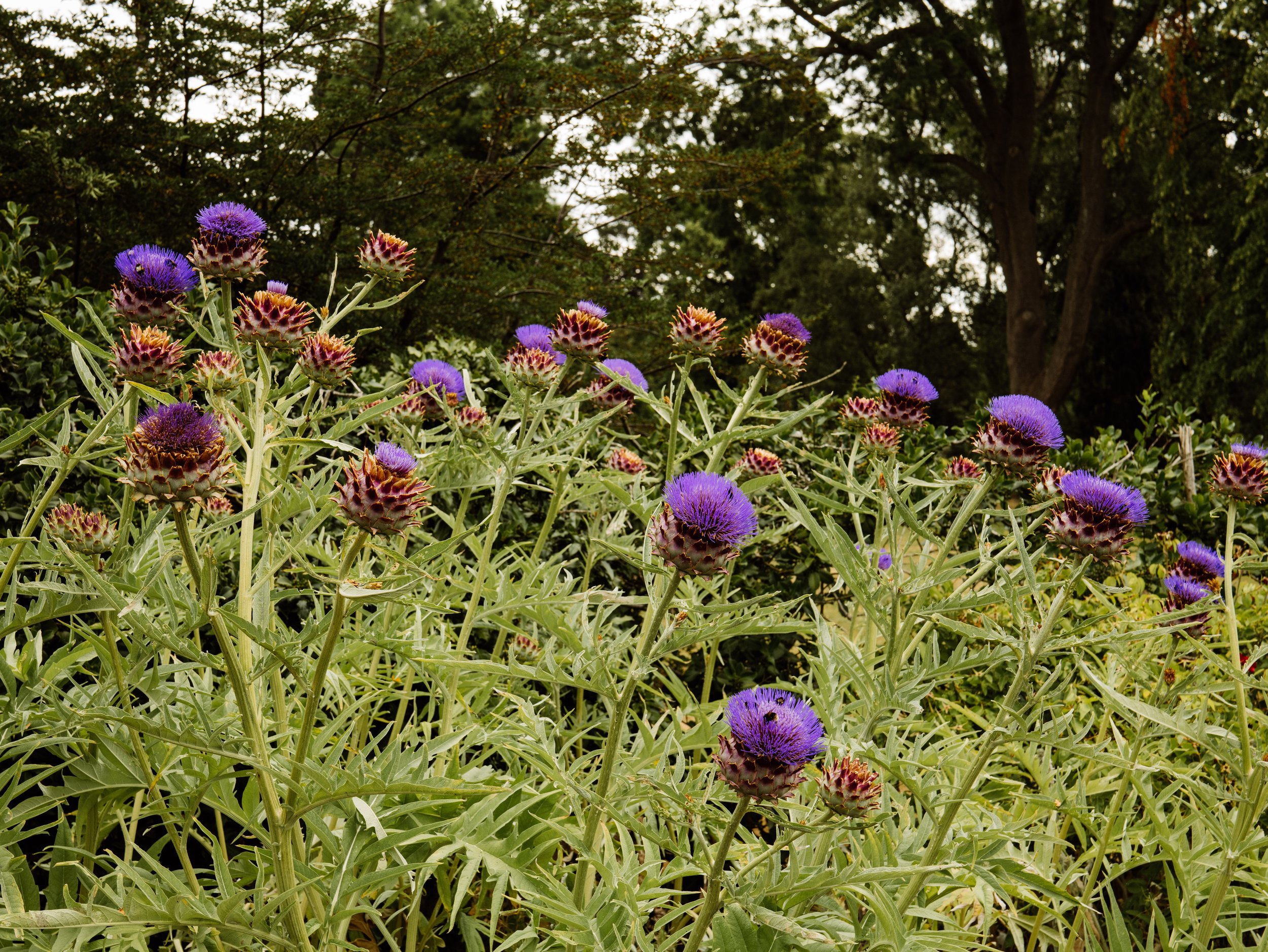 Botanical-6.jpg