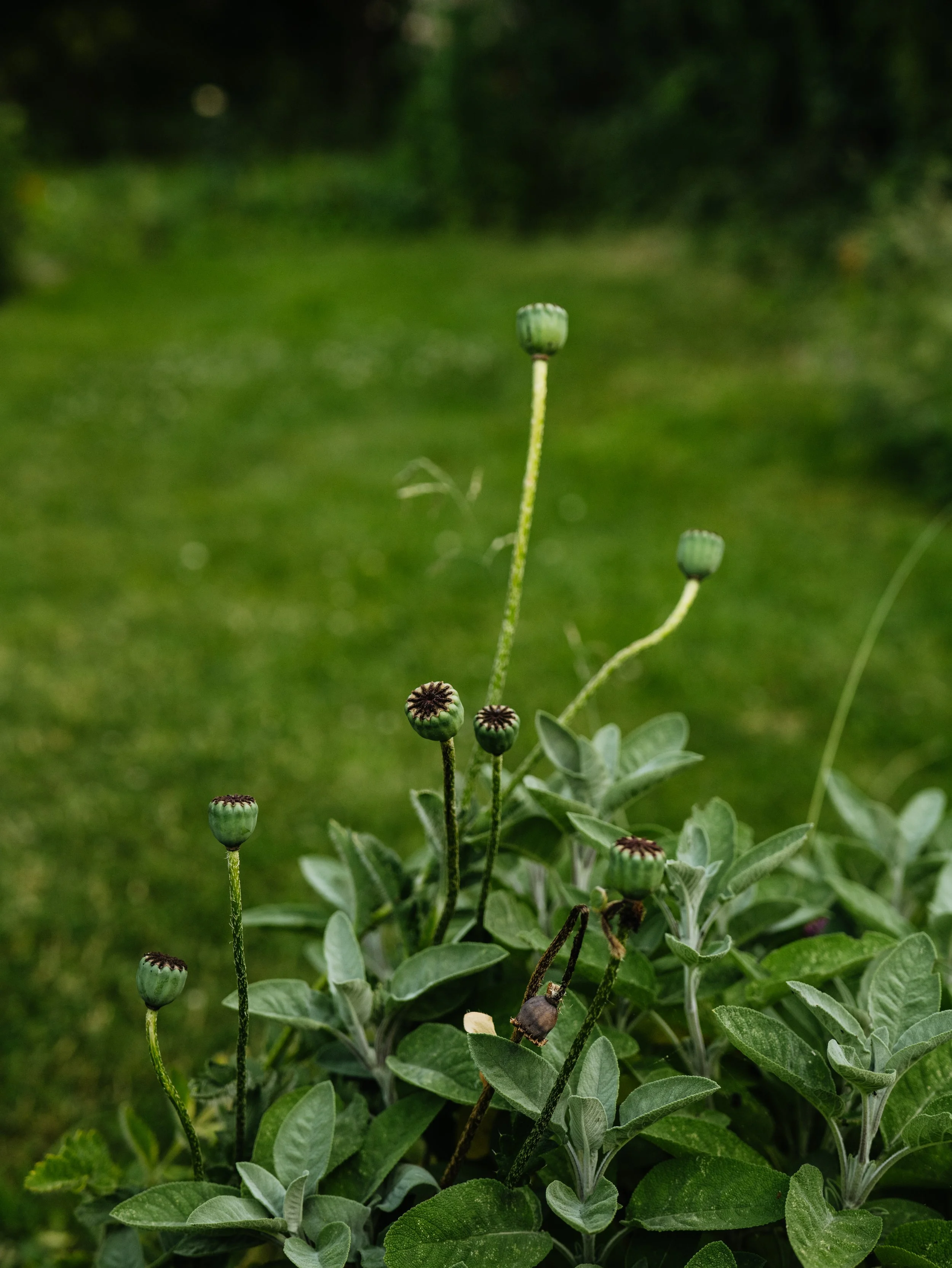 Our Garden-47.jpg