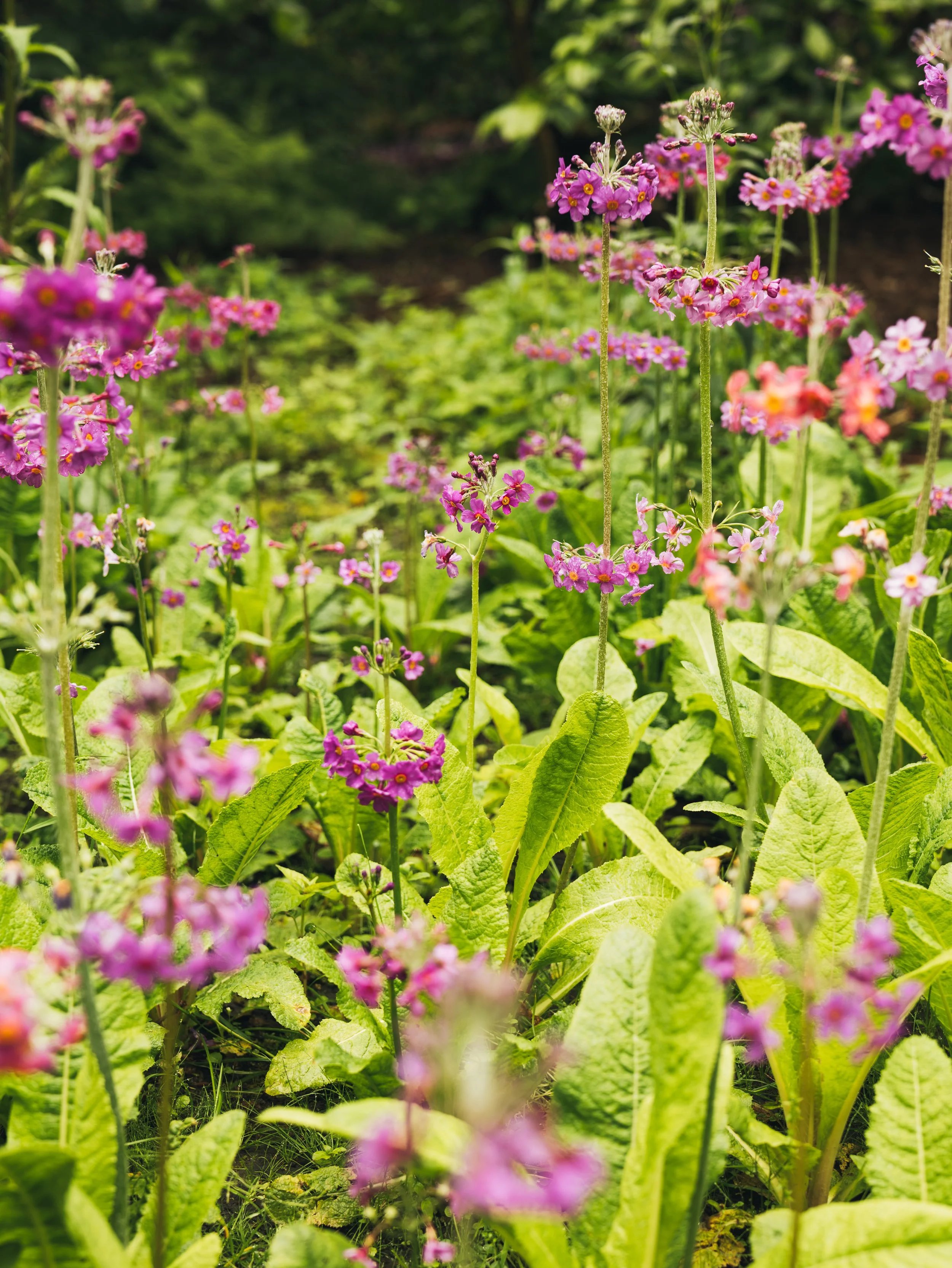Wentworth Castle Gardens-58.jpg