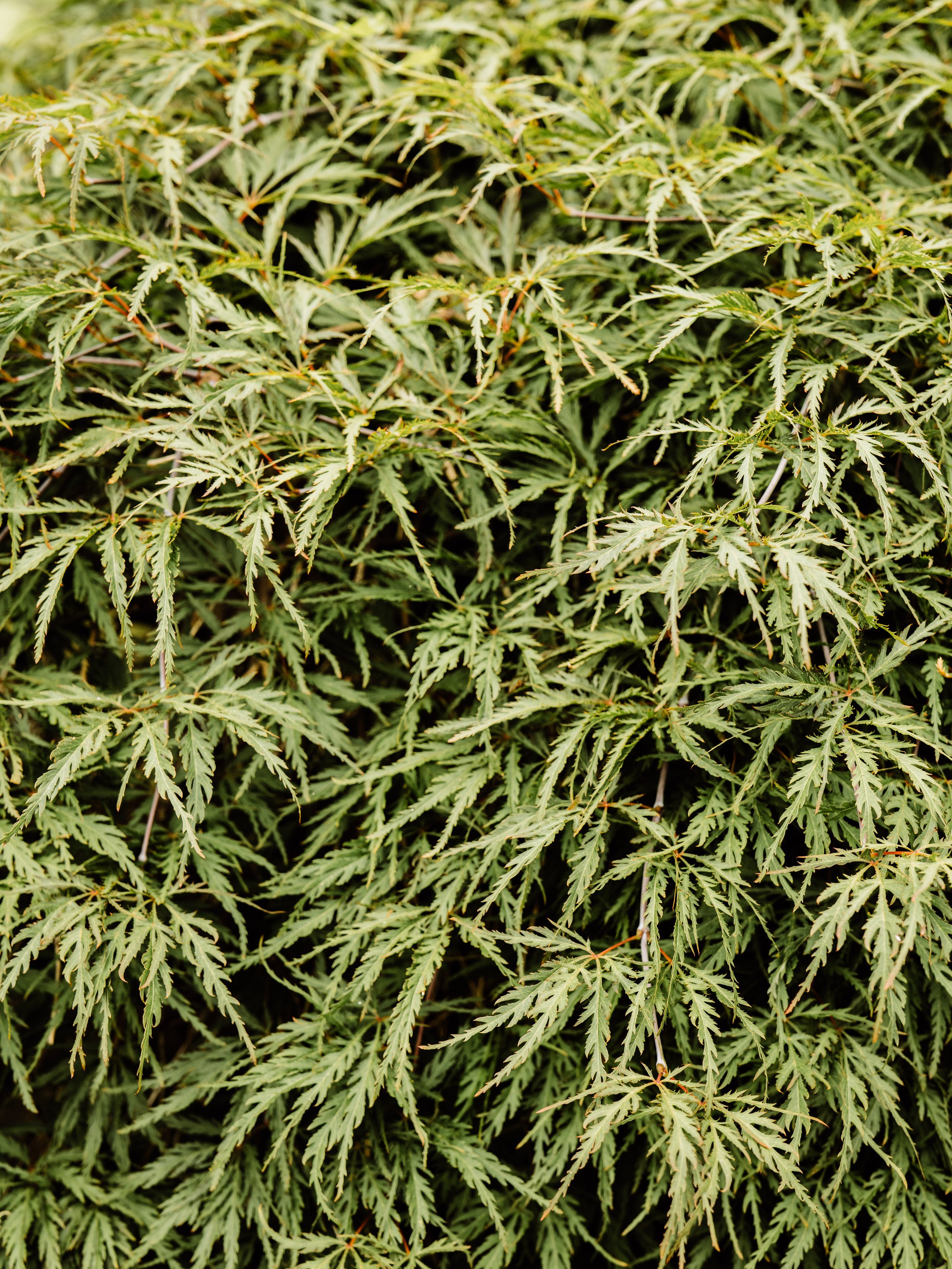 Botanical-26.jpg