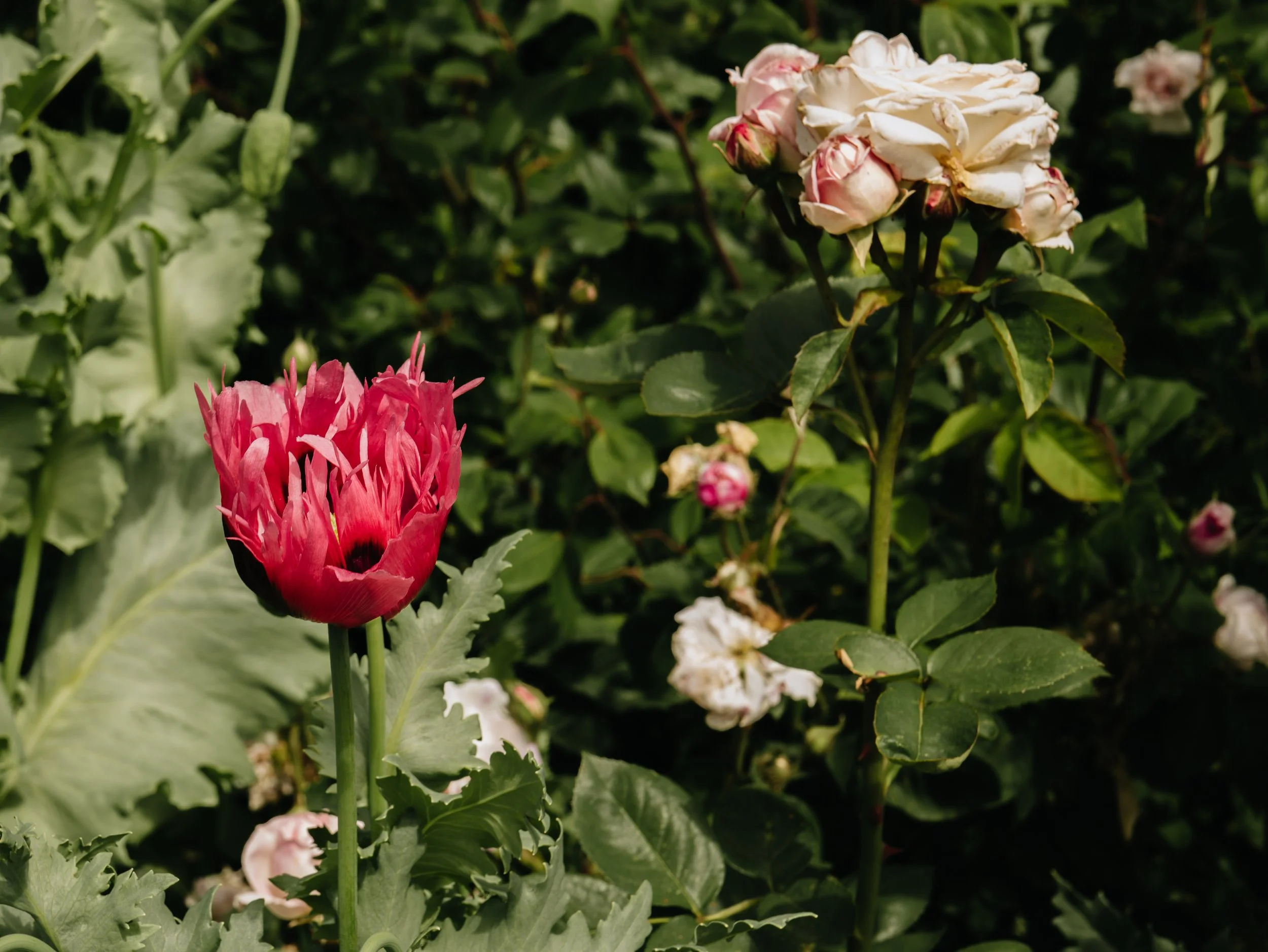 Renishaw Gardens 2-66.jpg