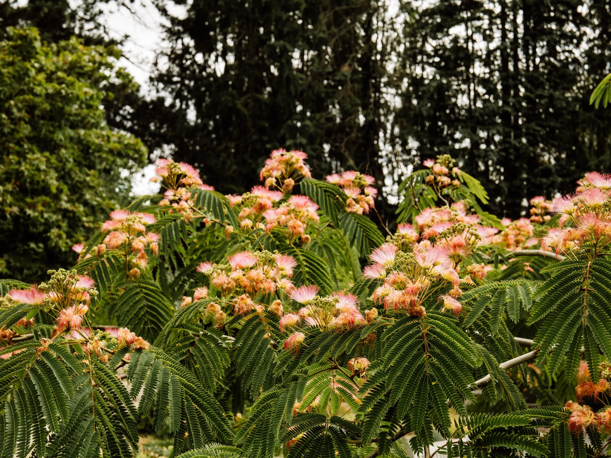 Botanical-58.jpg
