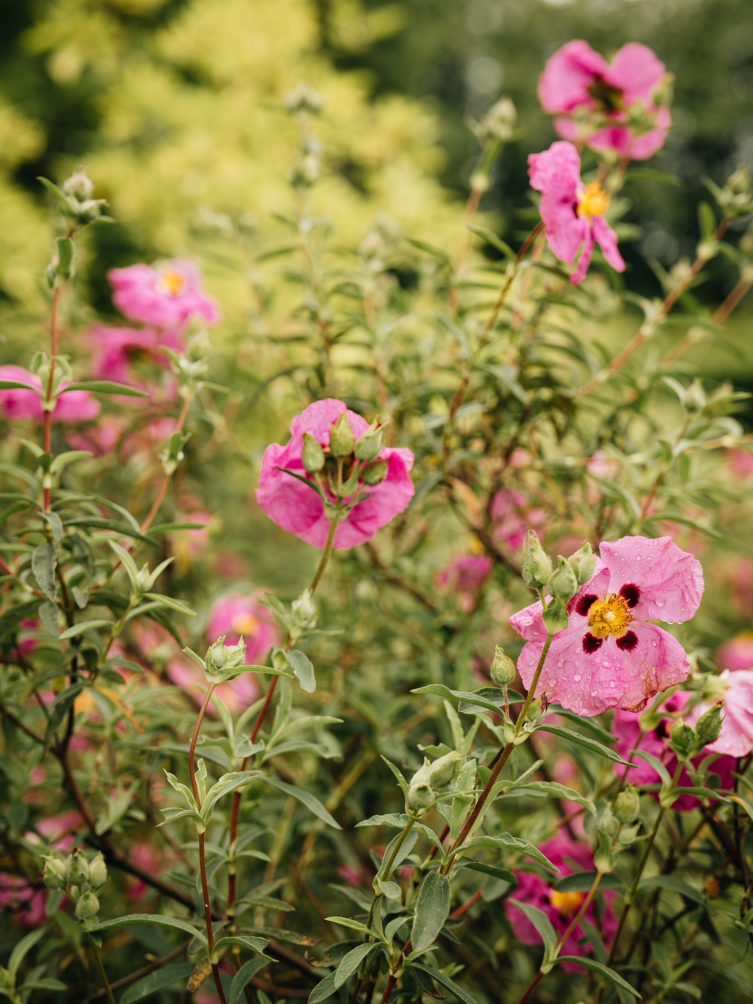 Wentworth Castle Gardens-116.jpg