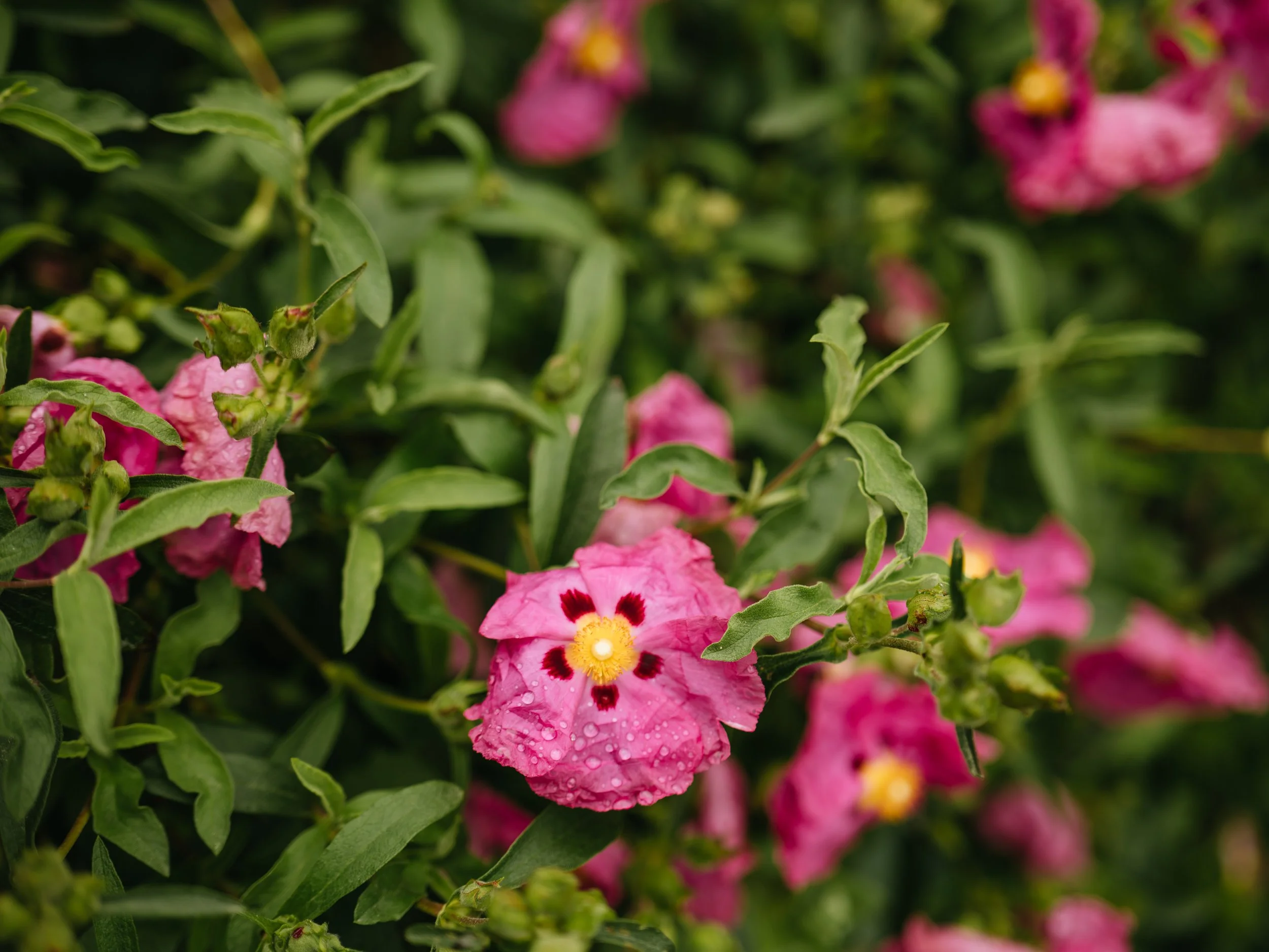 Wentworth Castle Gardens-24.jpg